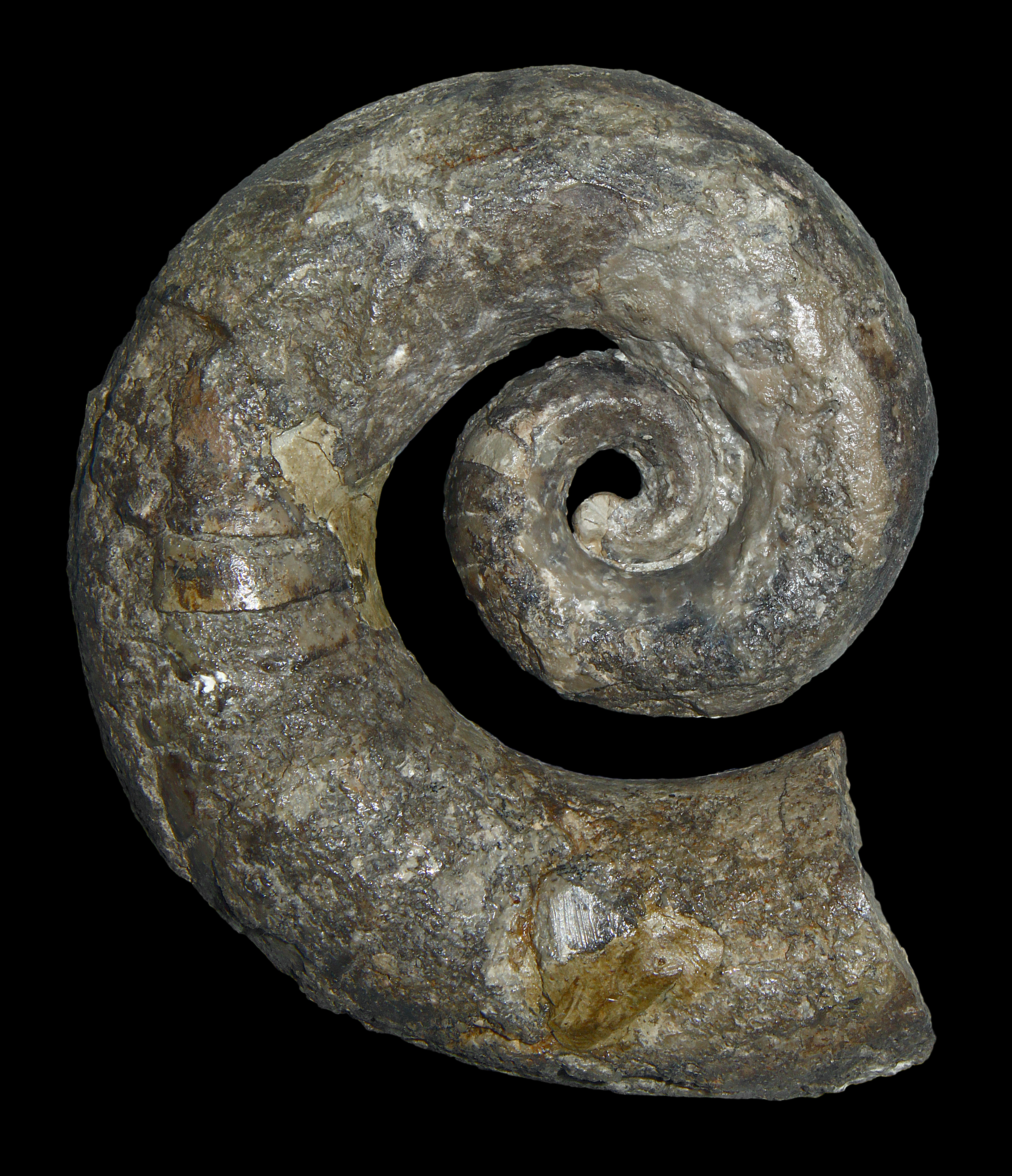Tragoceras falcatum 01