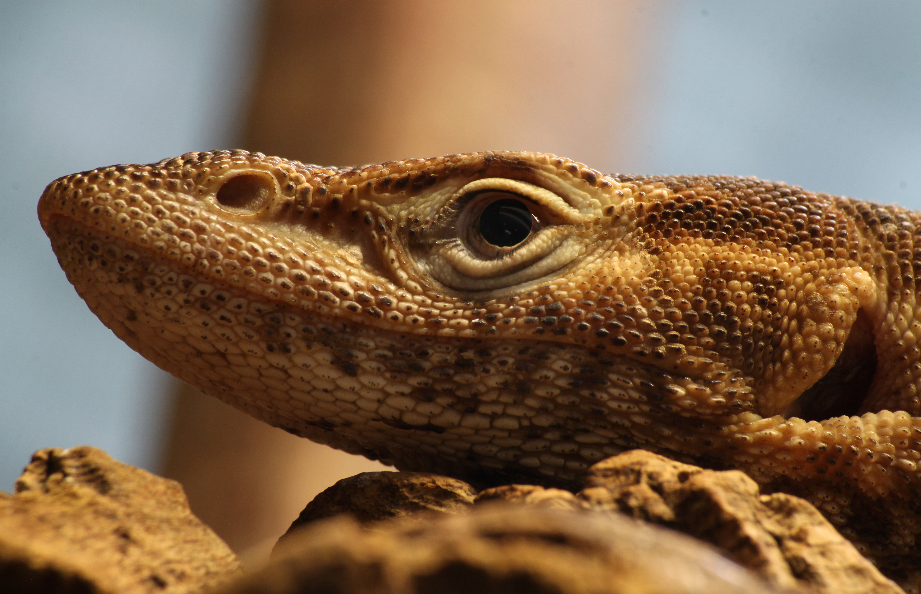 Trauerwaran Varanus tristis