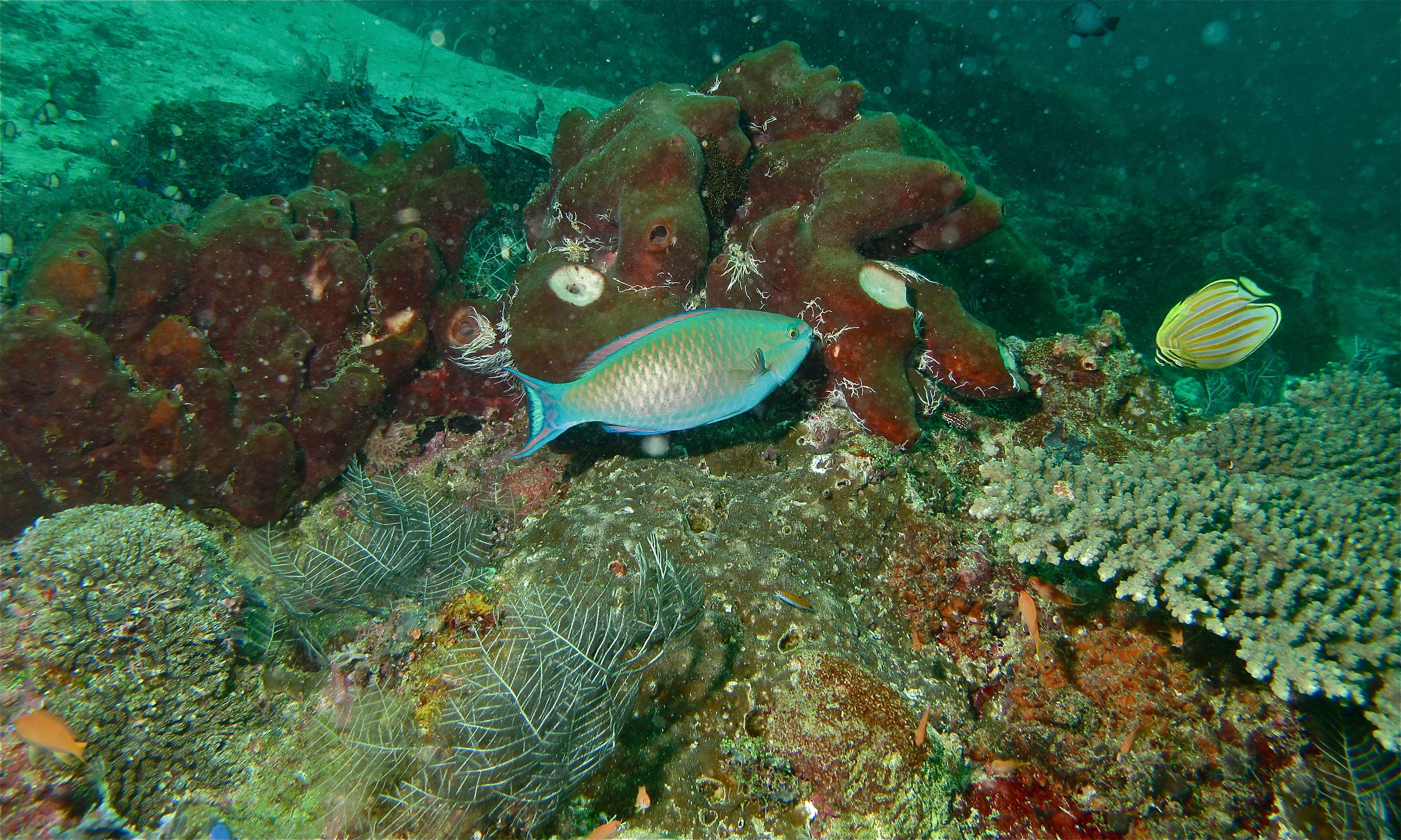 Tricolour Parrotfish (Scarus tricolor) male (6089204632)