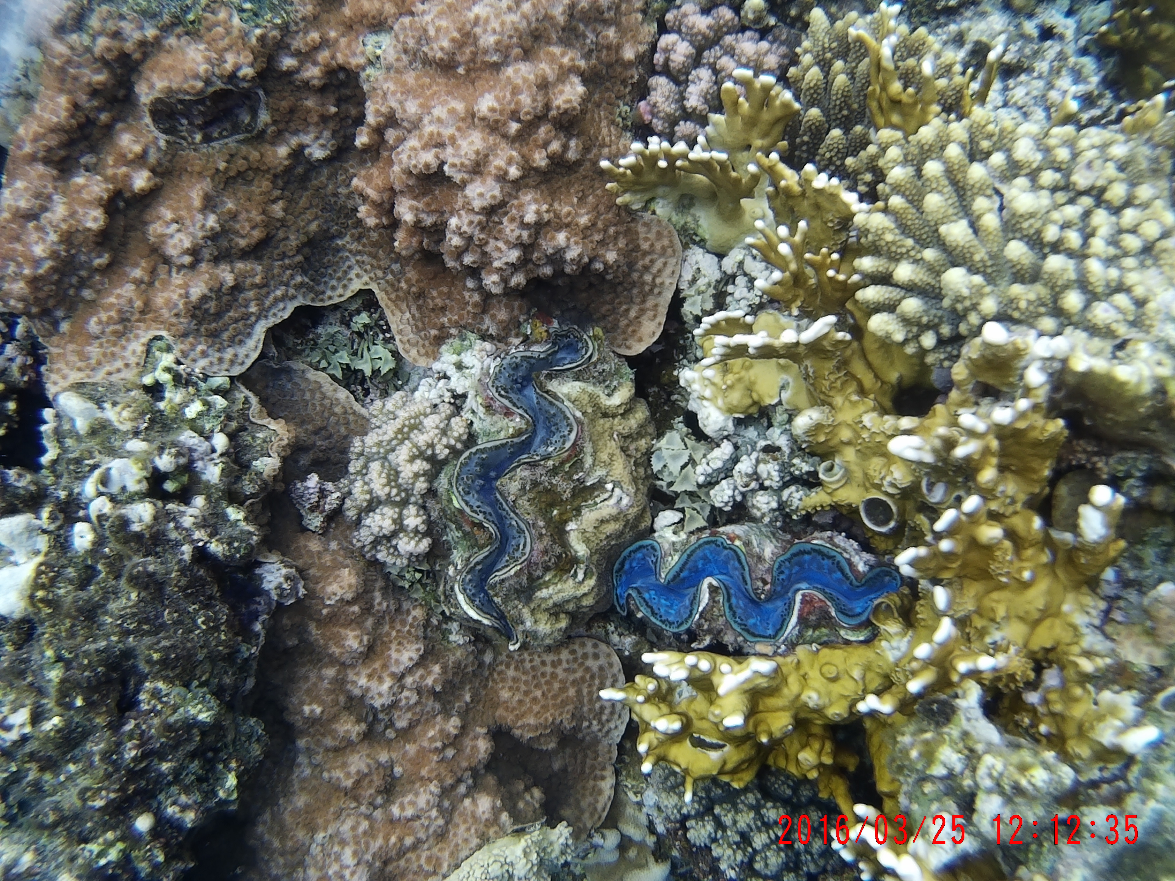 Tridacna 