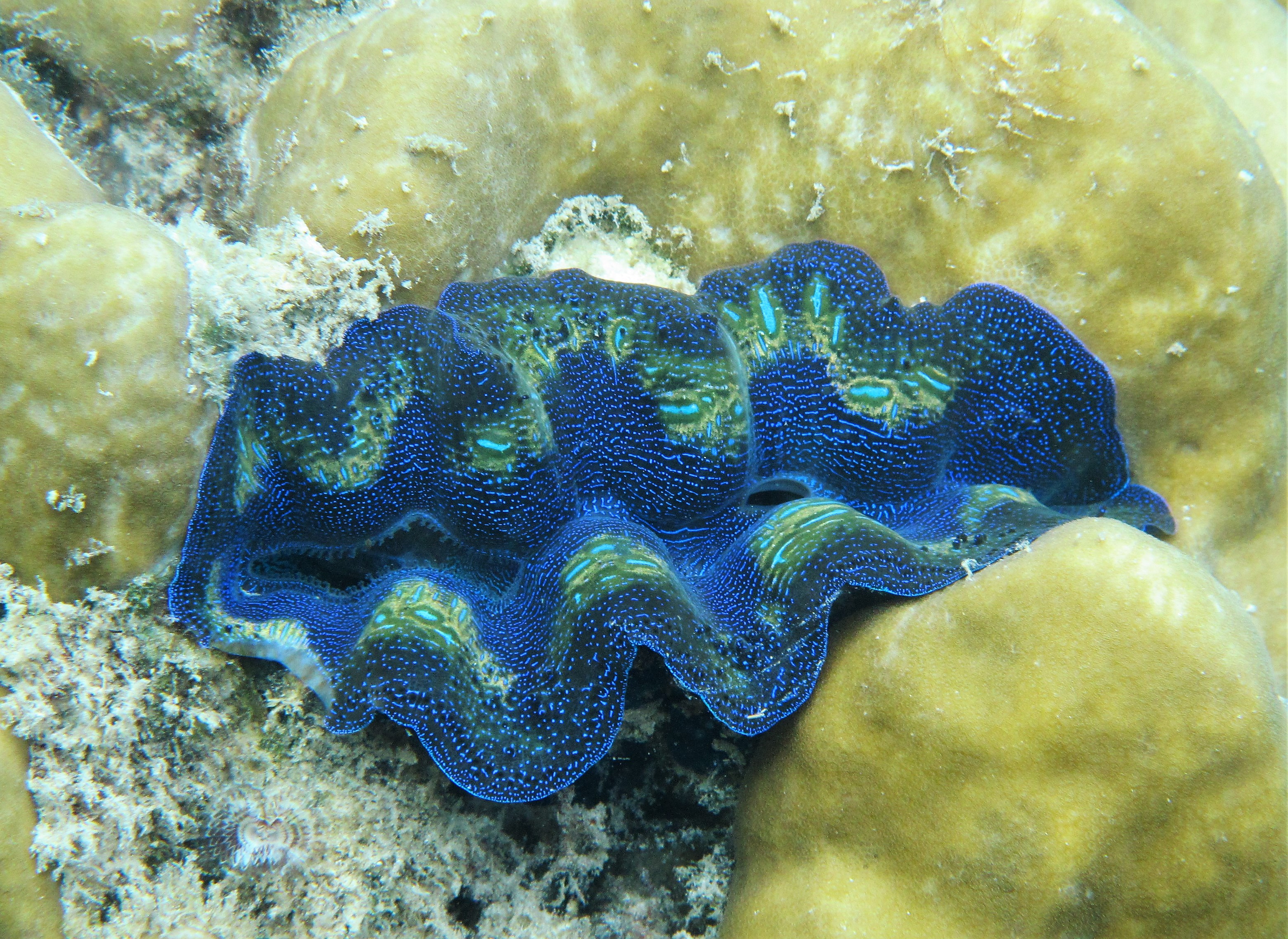 Tridacna Crocea Lamarck, 1819