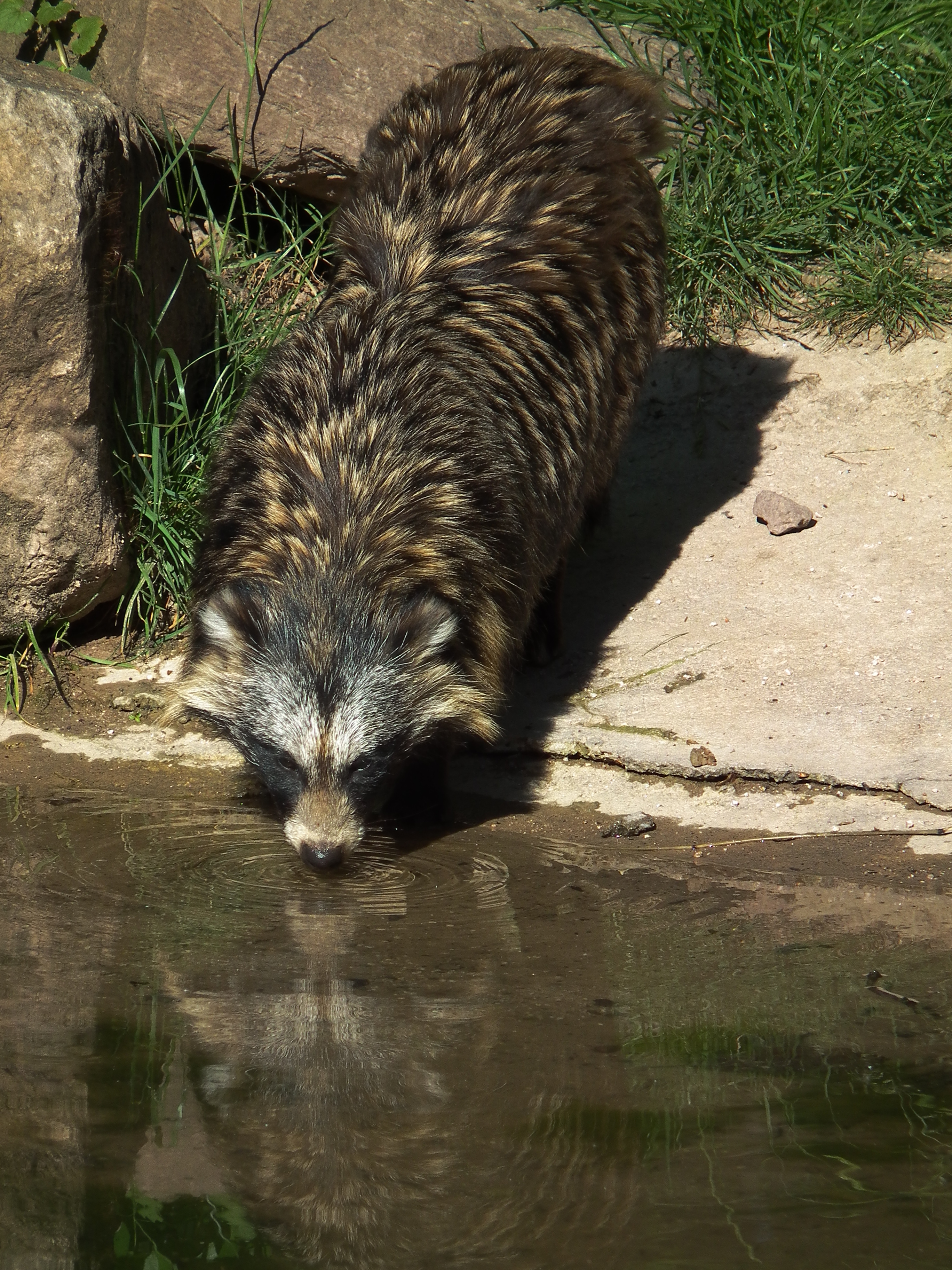 Trinkender Marderhund Wildpark Pforzheim