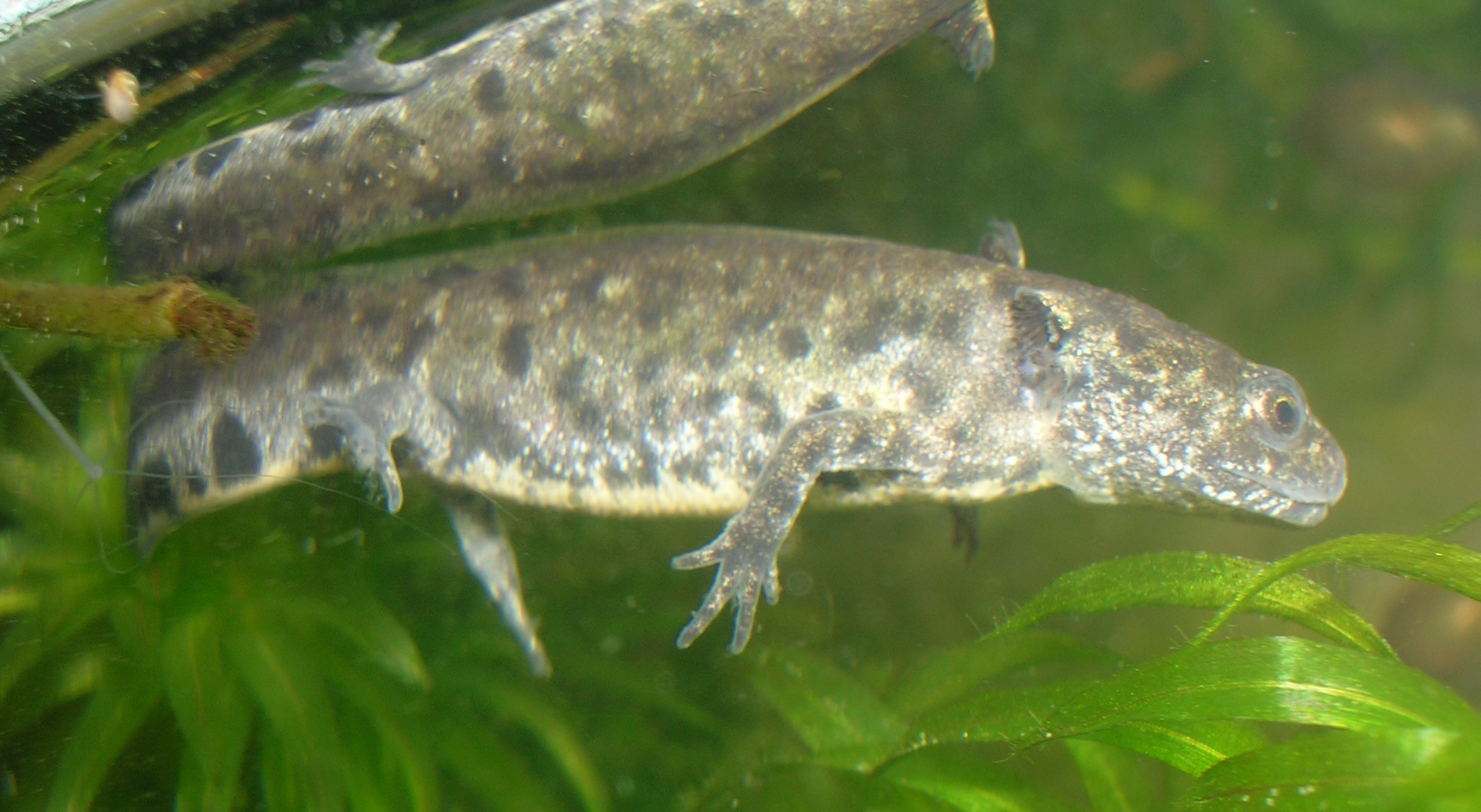 Triturus Cristatus Almost Mature