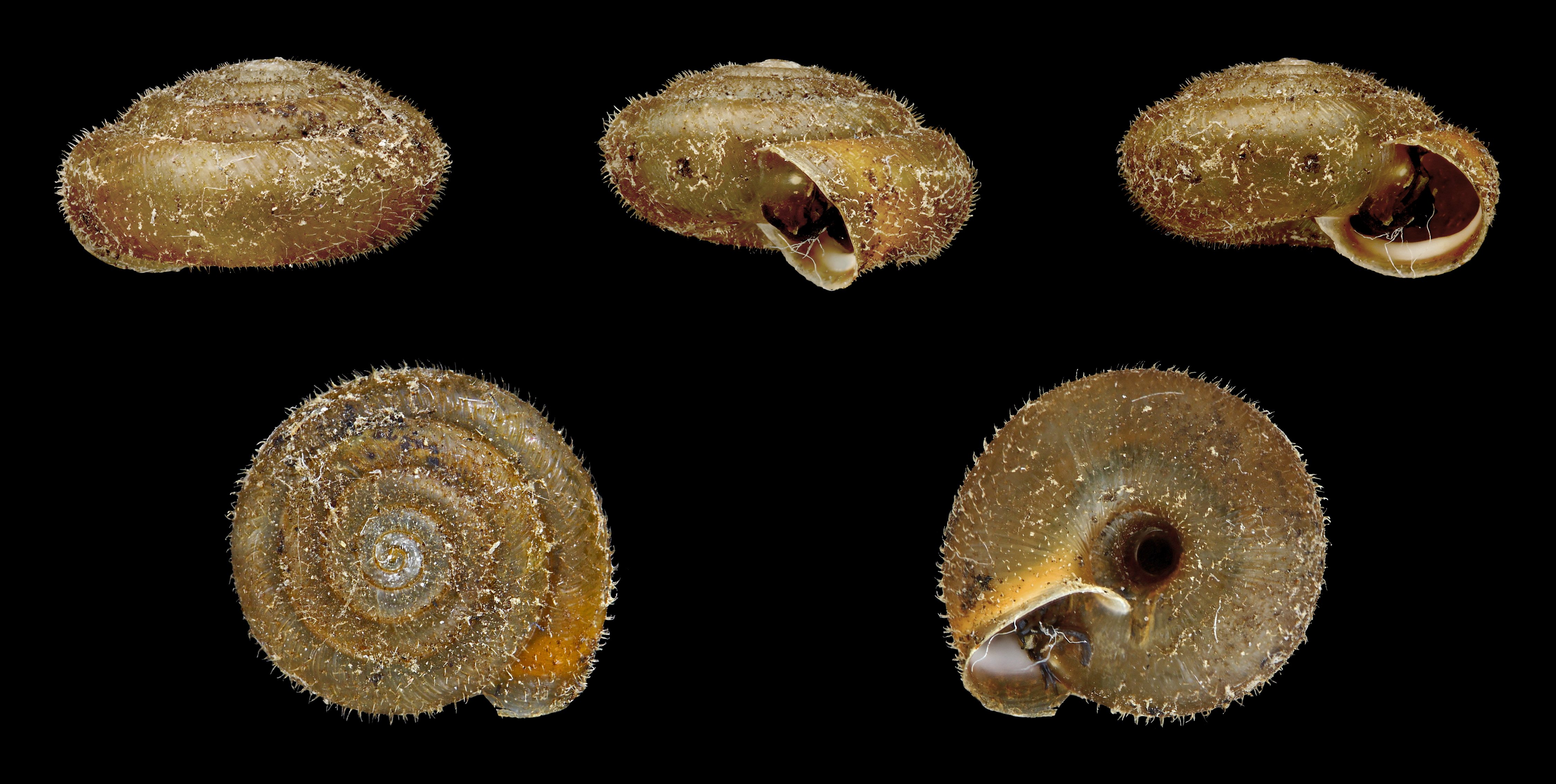 Trochulus hispidus 01