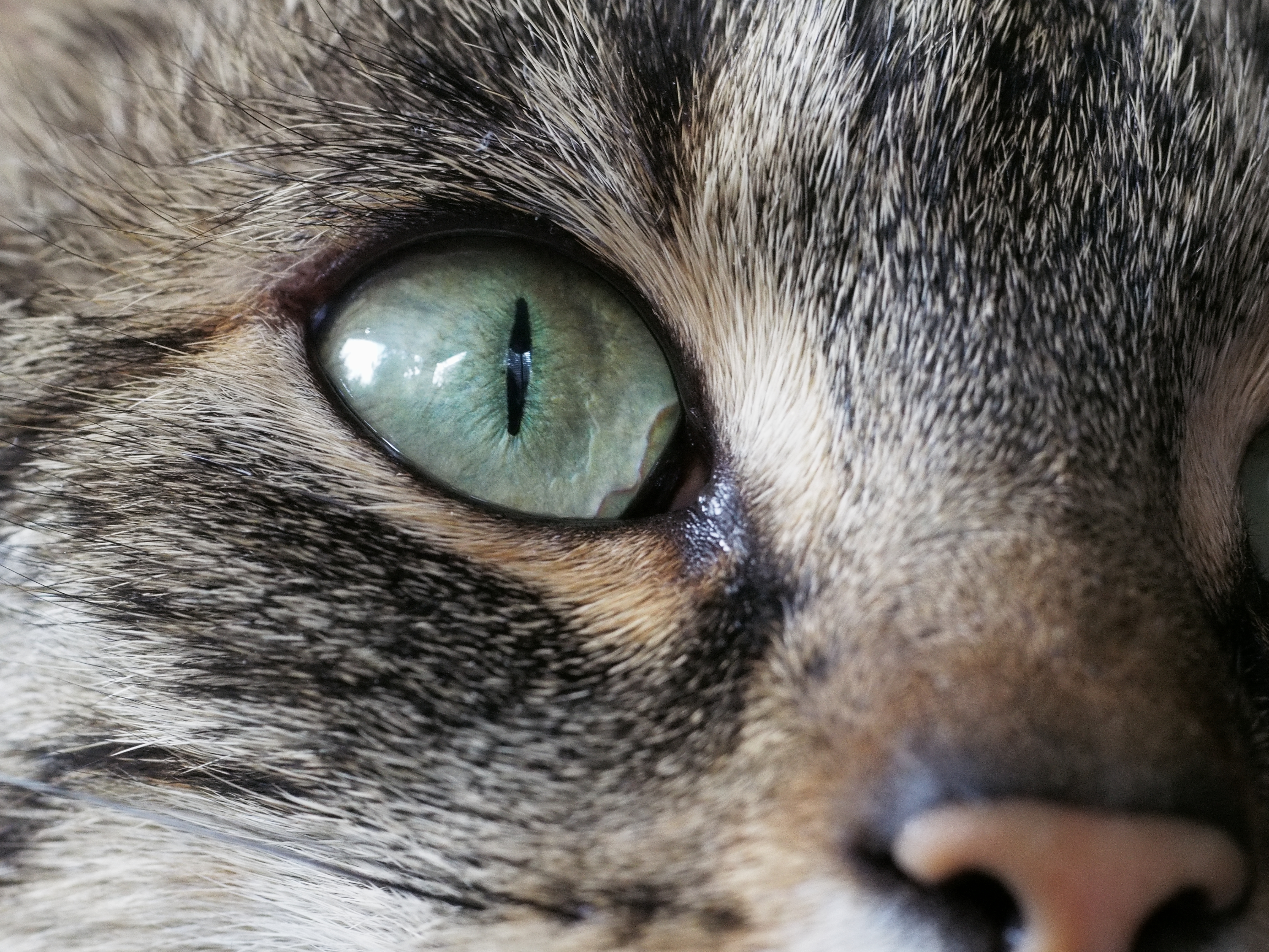 Tunas eye