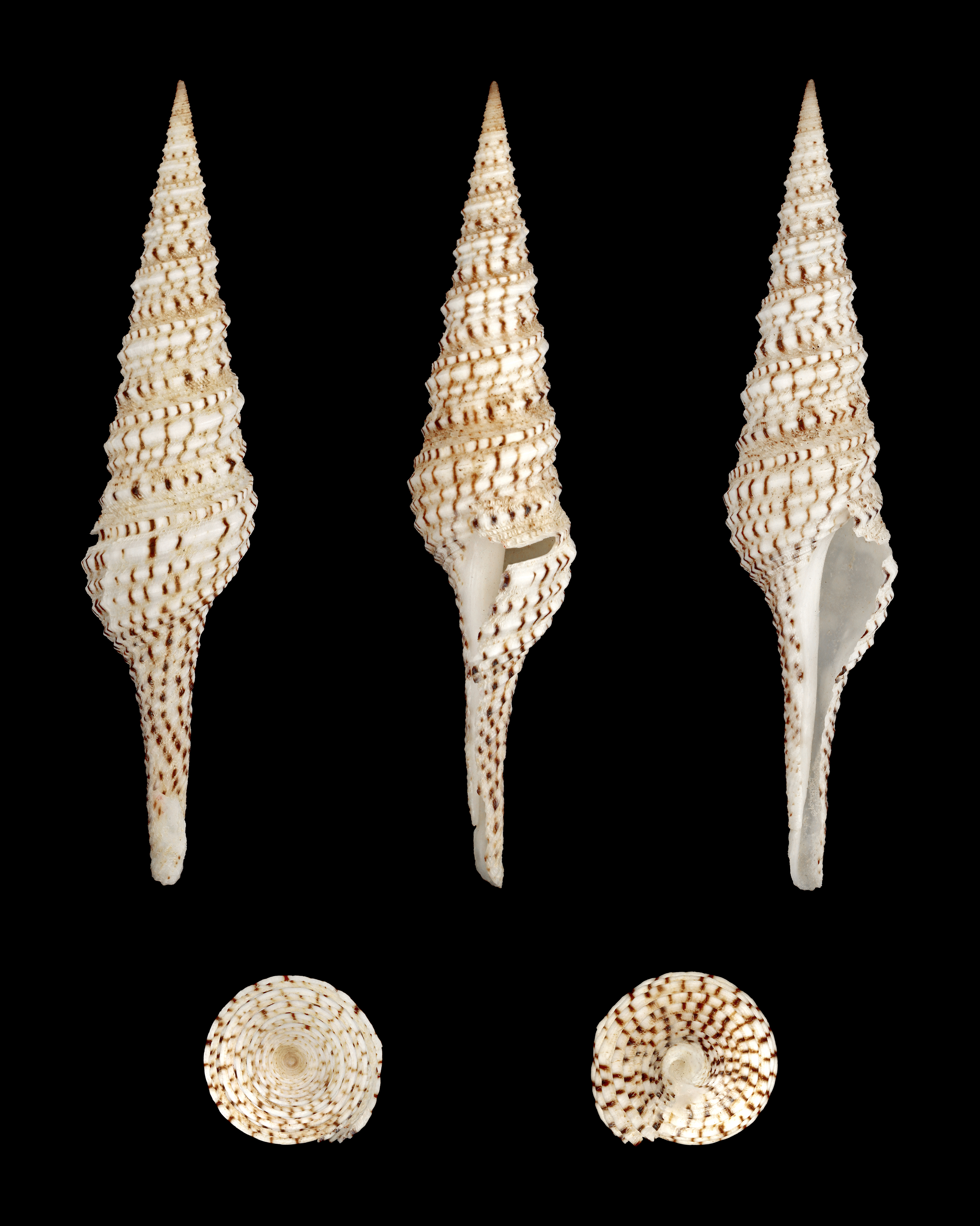 Turris crispa crispa 01