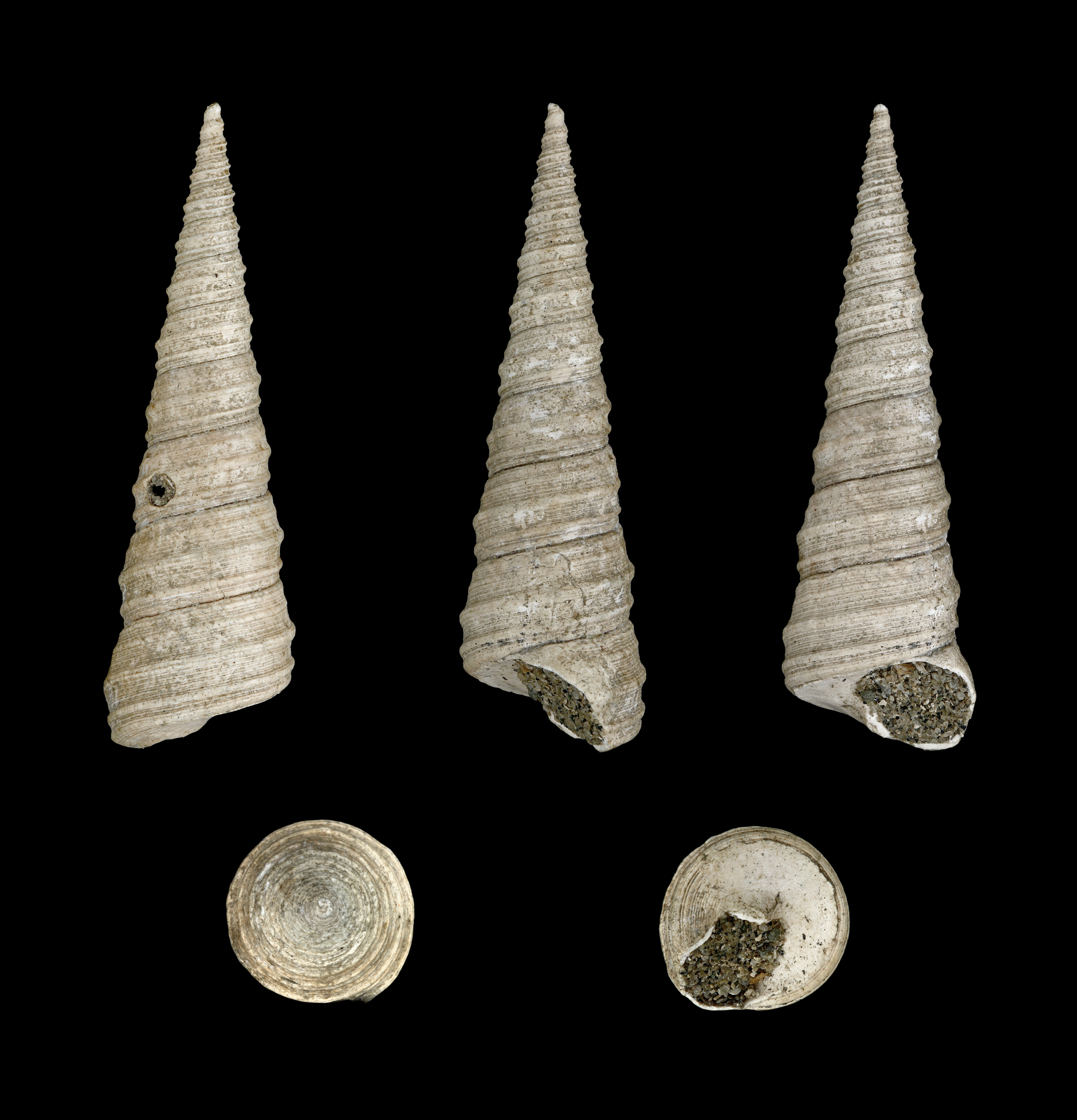 Turritella incrassata 01