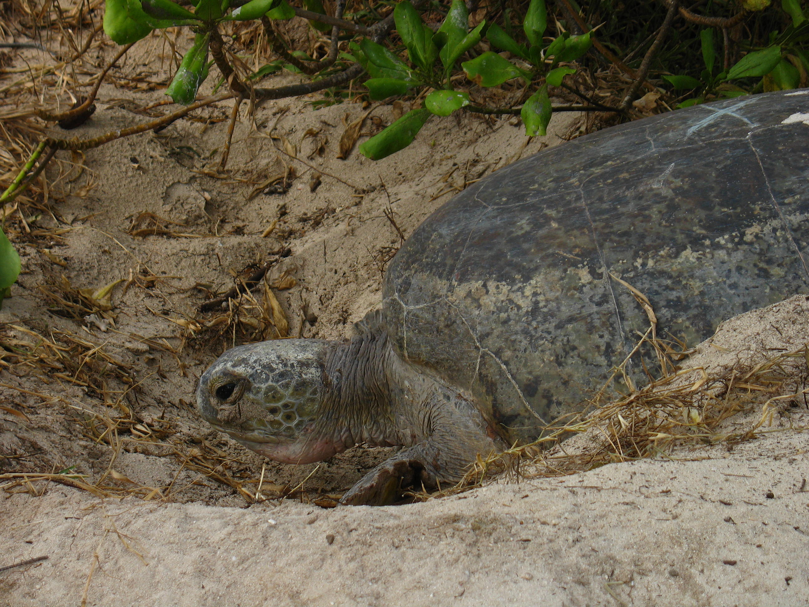 Turtle preparing to lay 6481