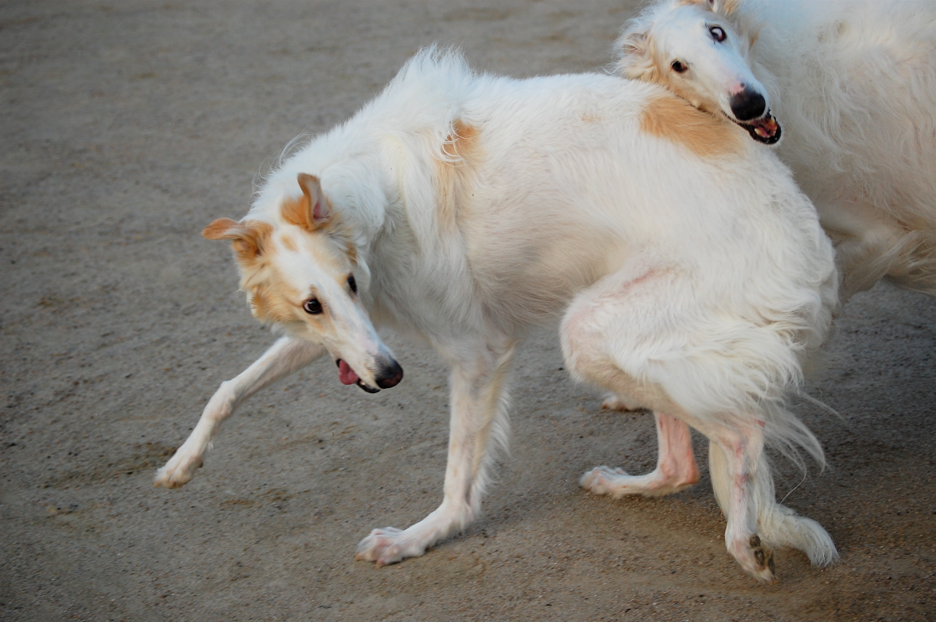 Two Borzois playing KABUKI