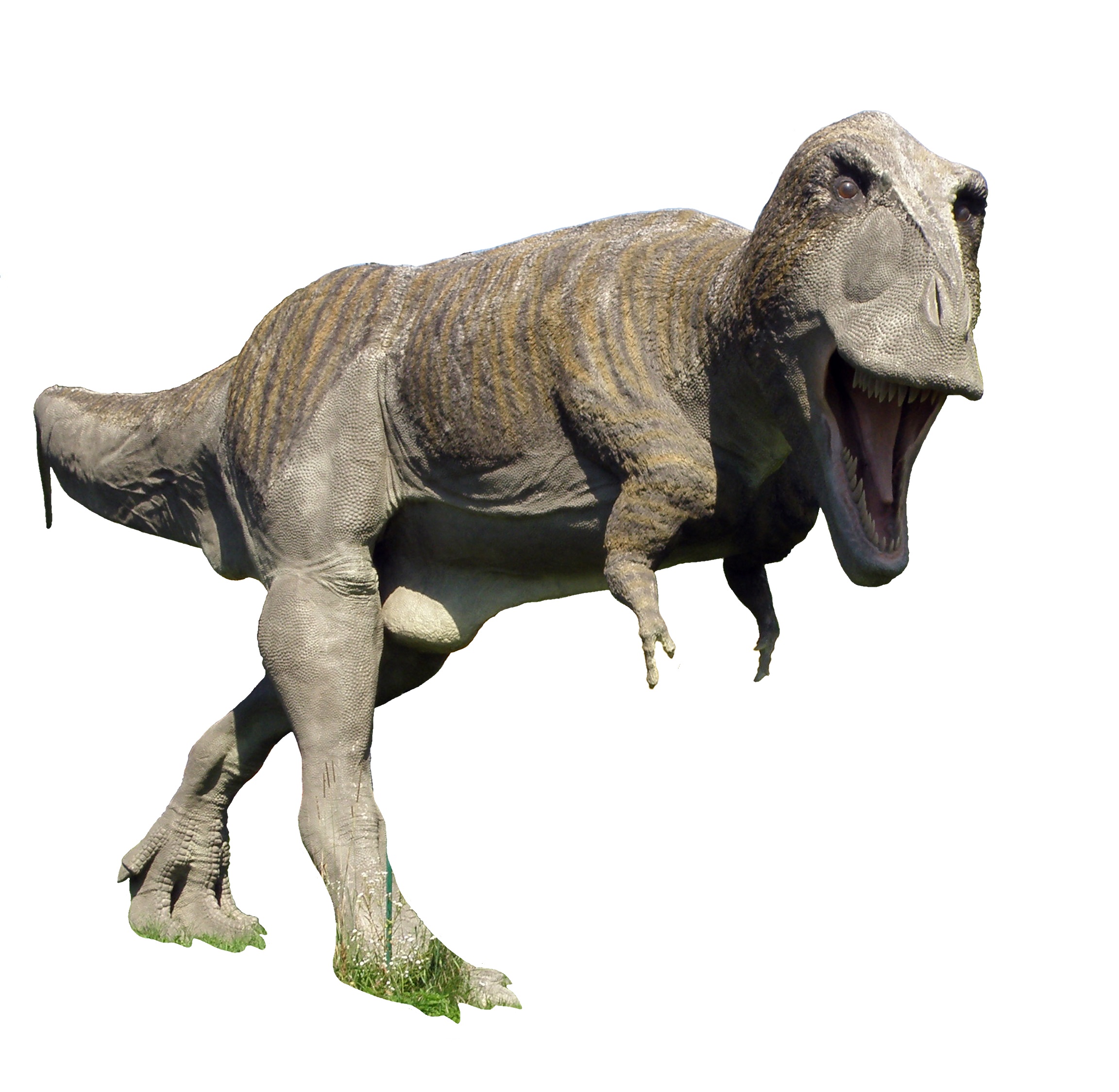 Tyranozaur (Tyrannosaurus) - JuraPark Baltow (3) white background