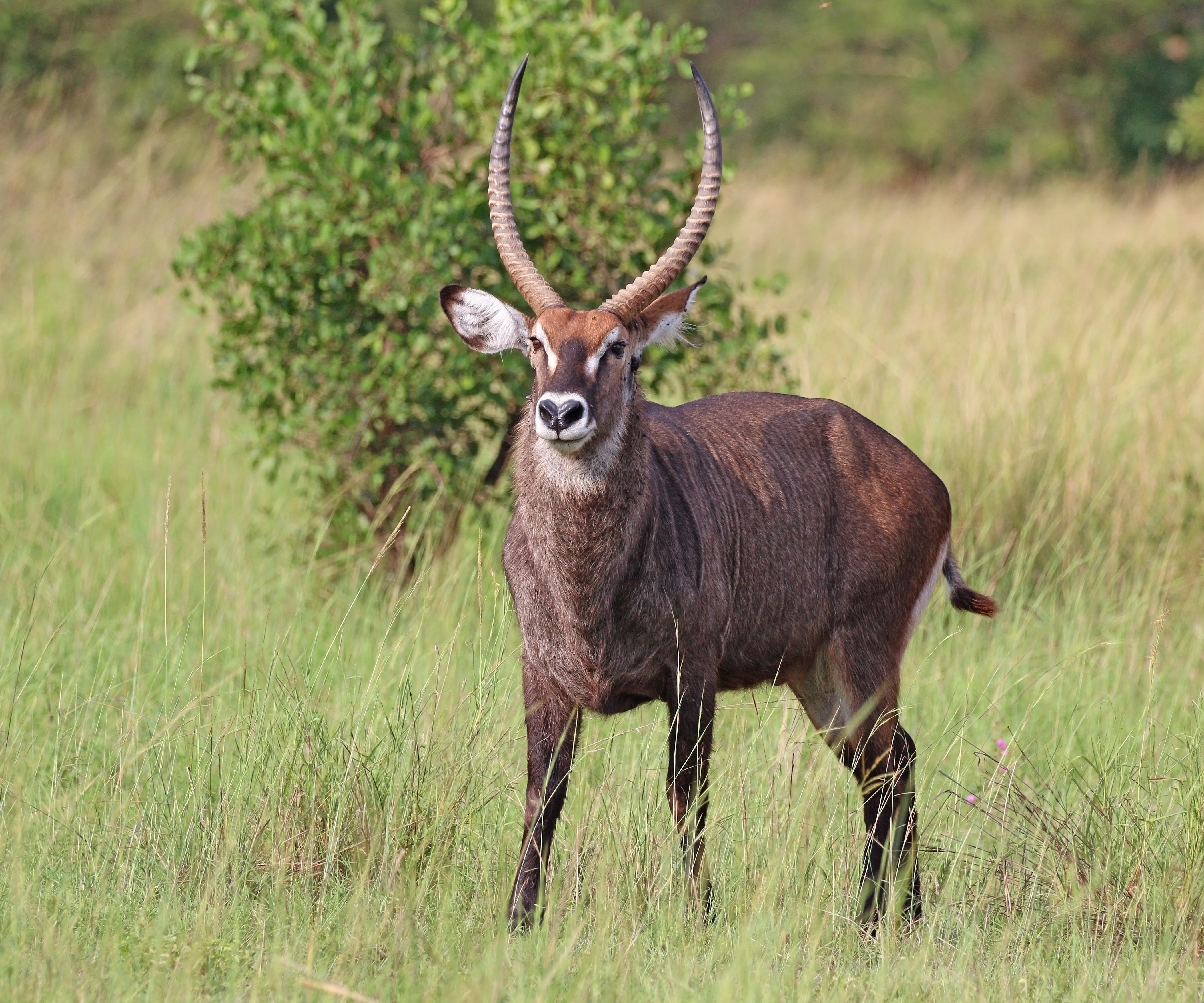 Ugandan defassa waterbuck (Kobus ellipsiprymnus defassa) male