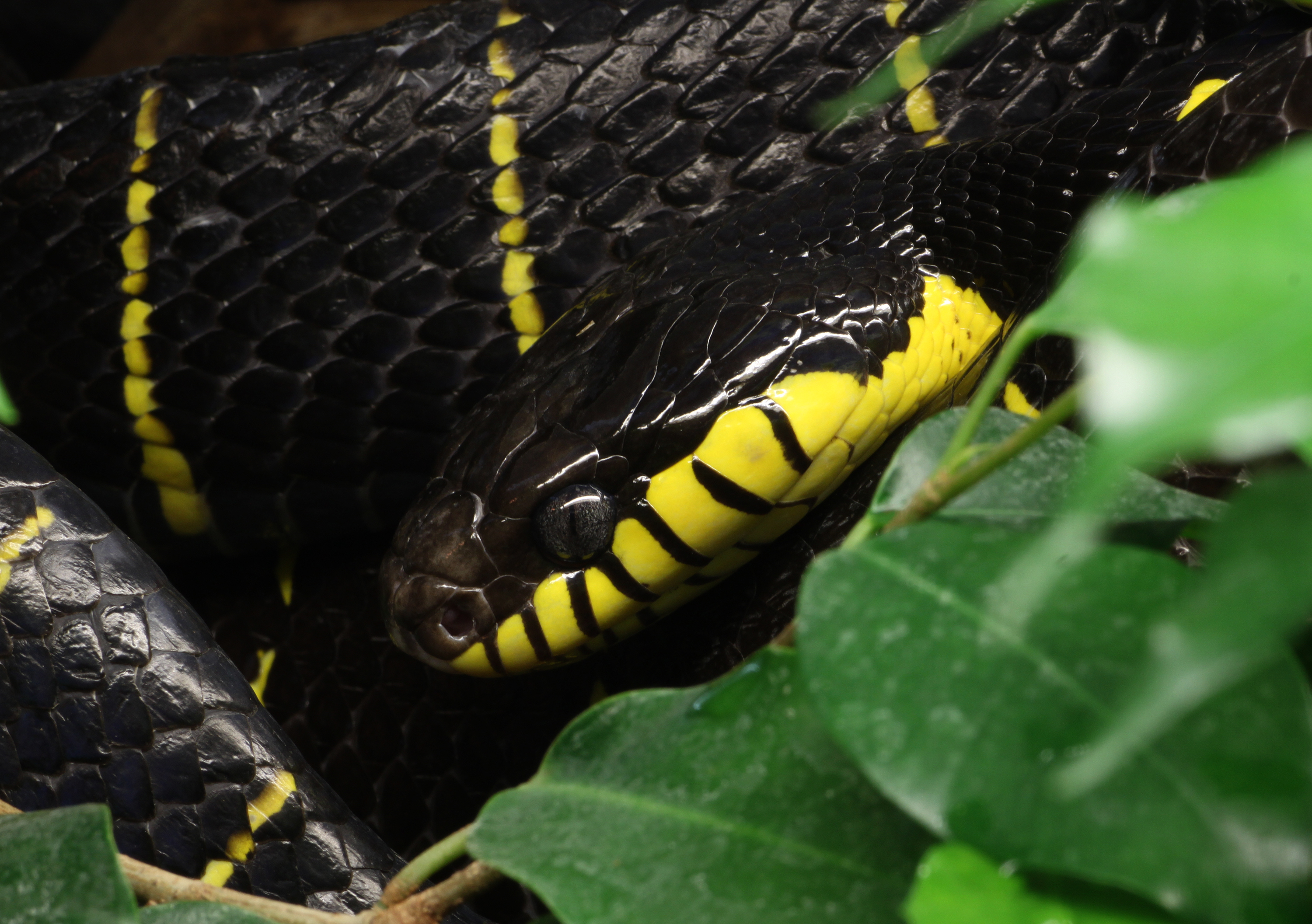 Ularburong Boiga dendrophila