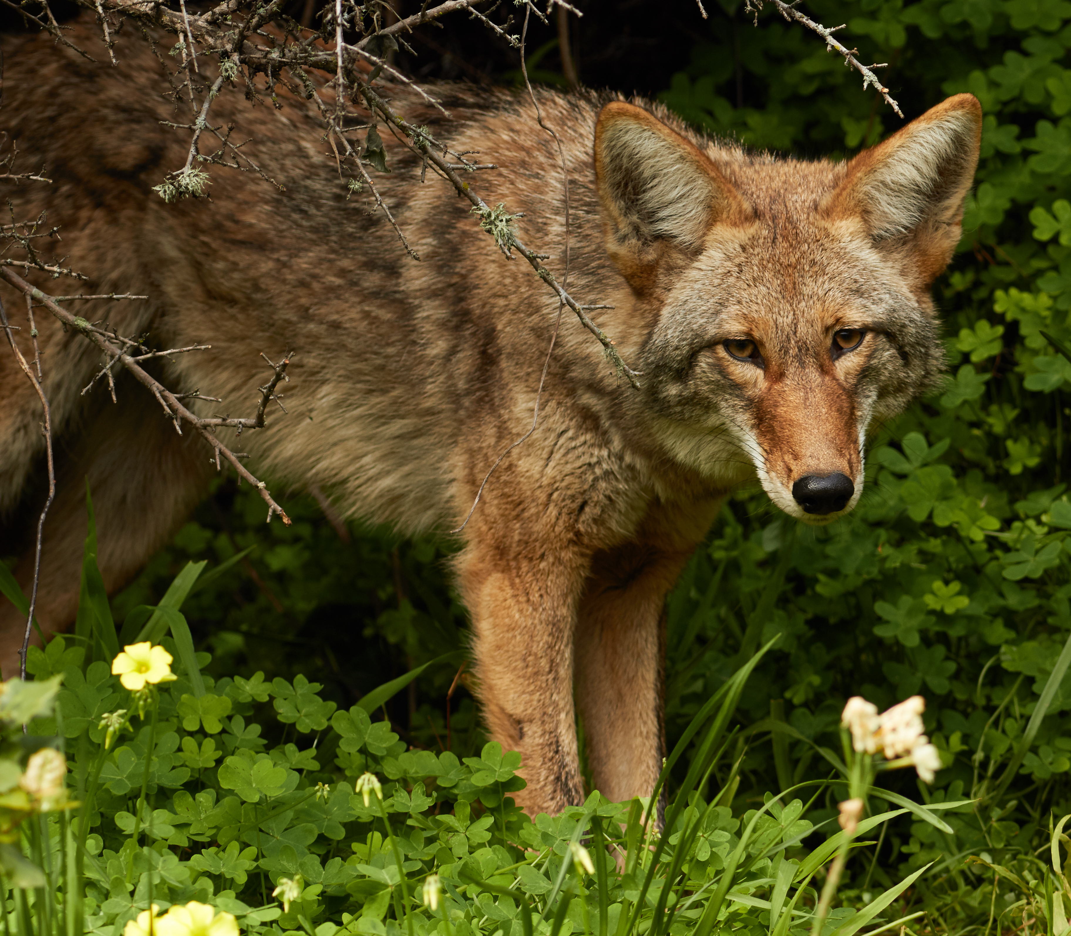 Urban Coyote, Bernal Heights (2016)