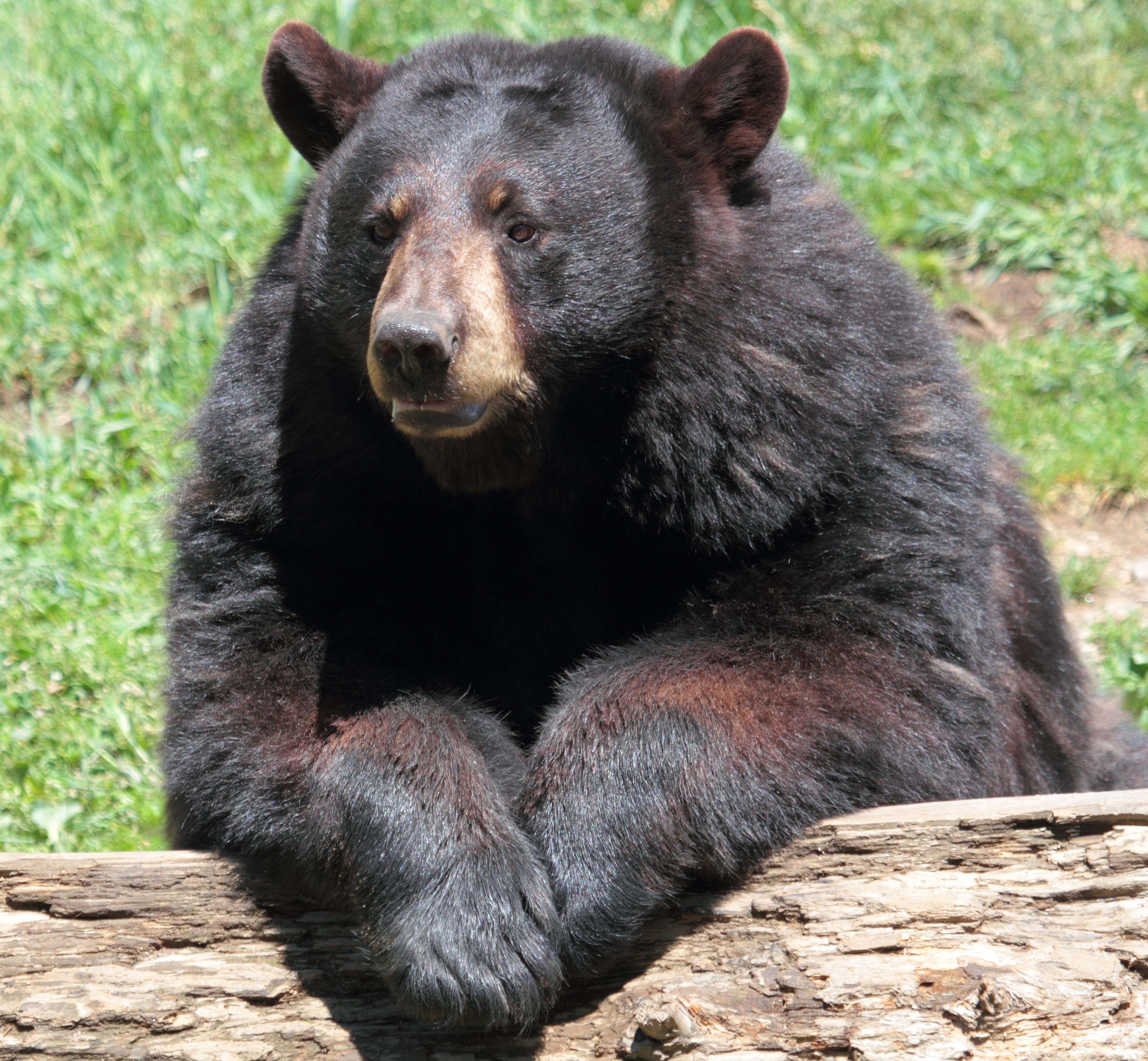 Ursus americanus PO 06