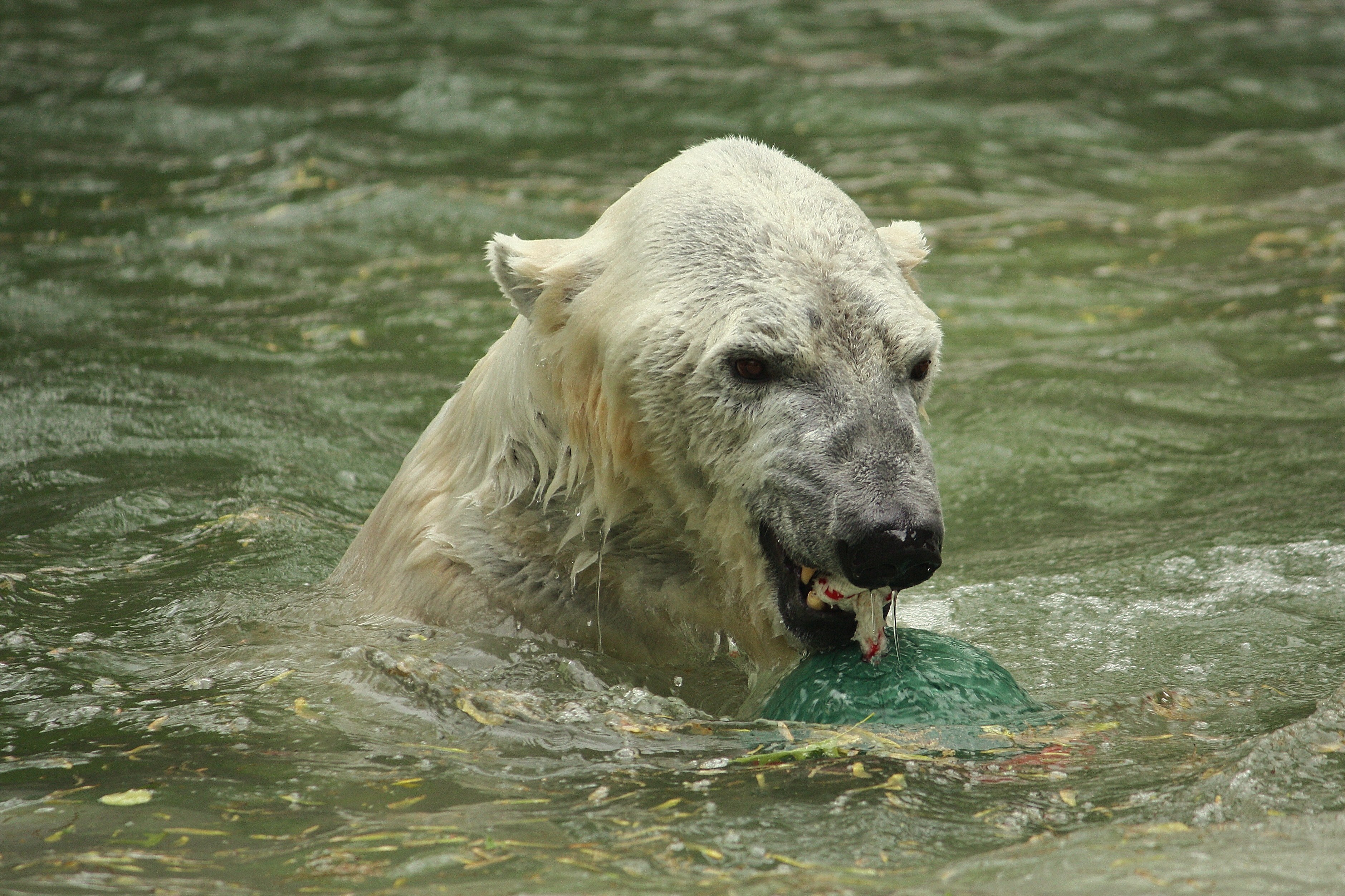 Ursus maritimus at the Bronx Zoo 008
