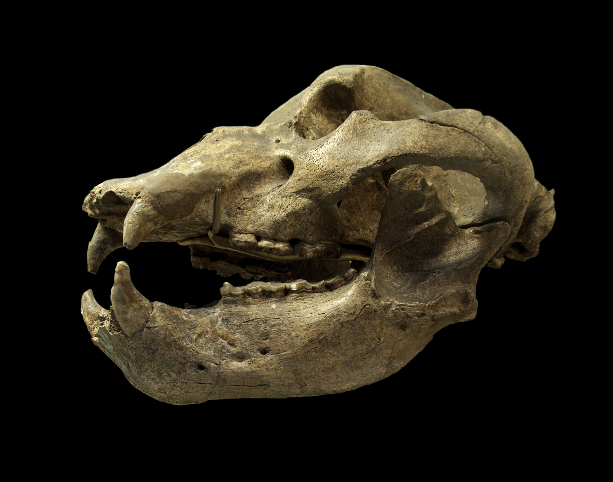 Ursus spelaeus MNHN