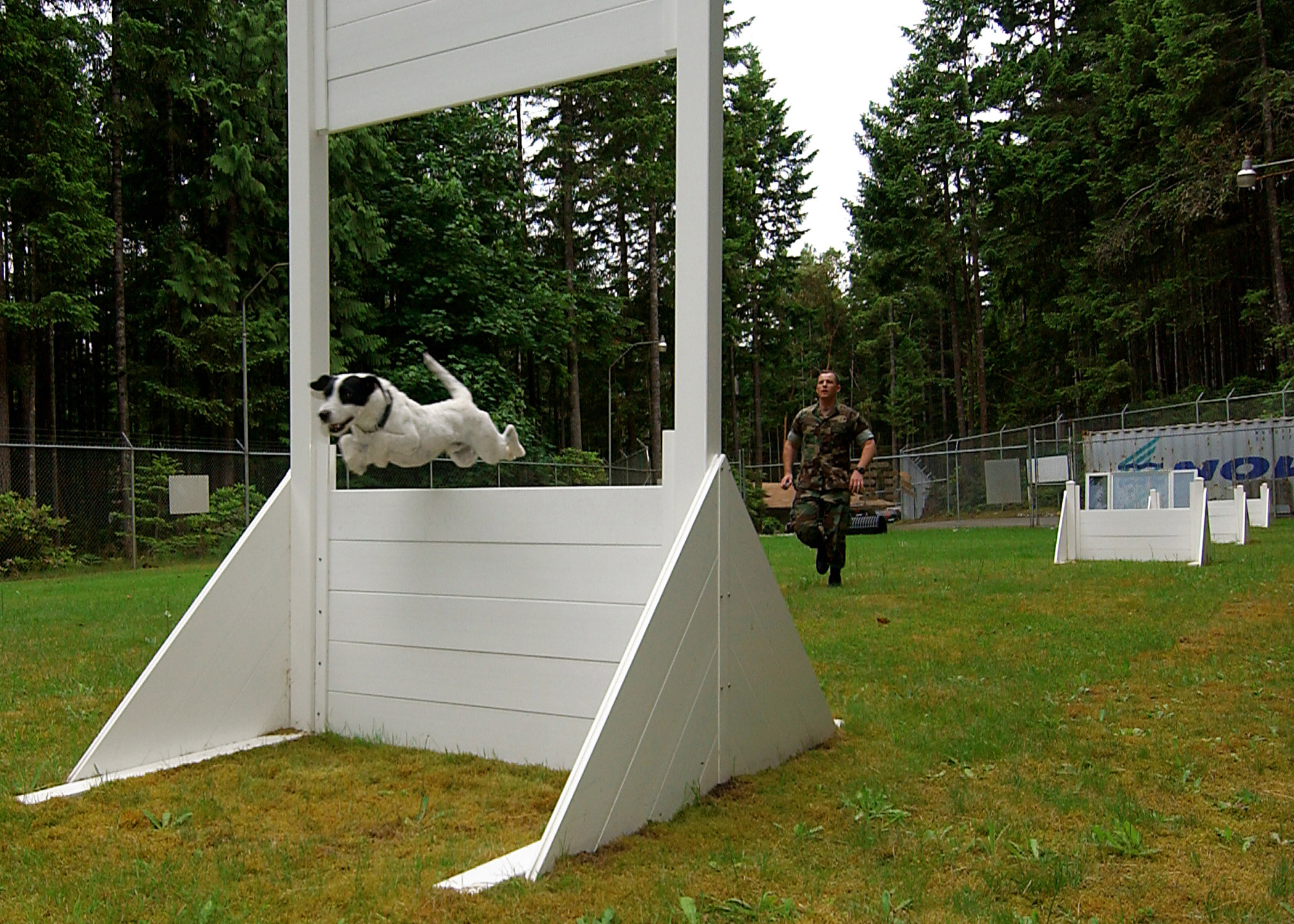 US Navy 060606-N-6177R-001 Zorro, a military working dog for Naval Base Kitsap, jumps through the obstacle course