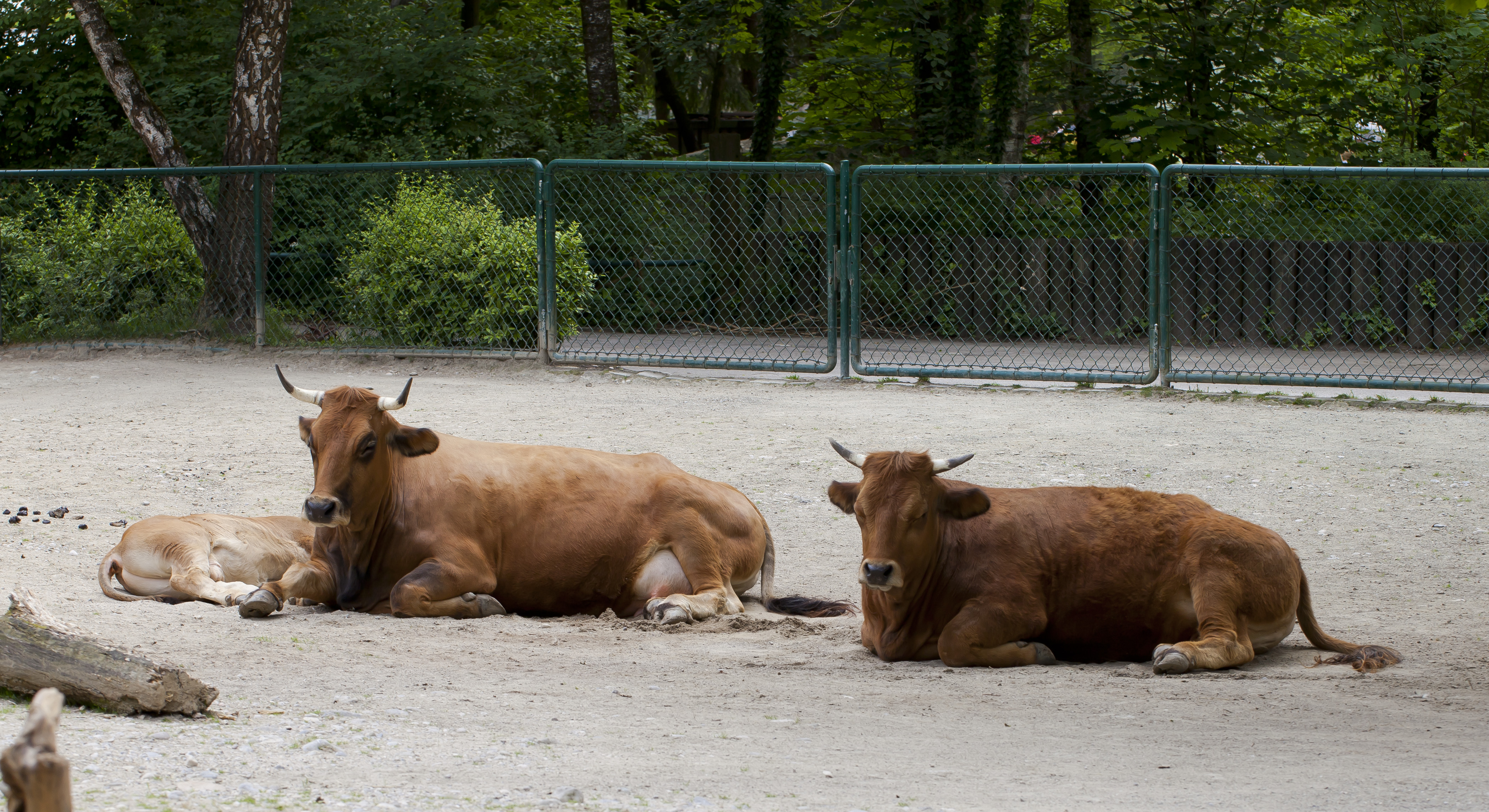 Vaca (Bos primigenius taurus), Tierpark Hellabrunn, Múnich, Alemania, 2012-06-17, DD 02