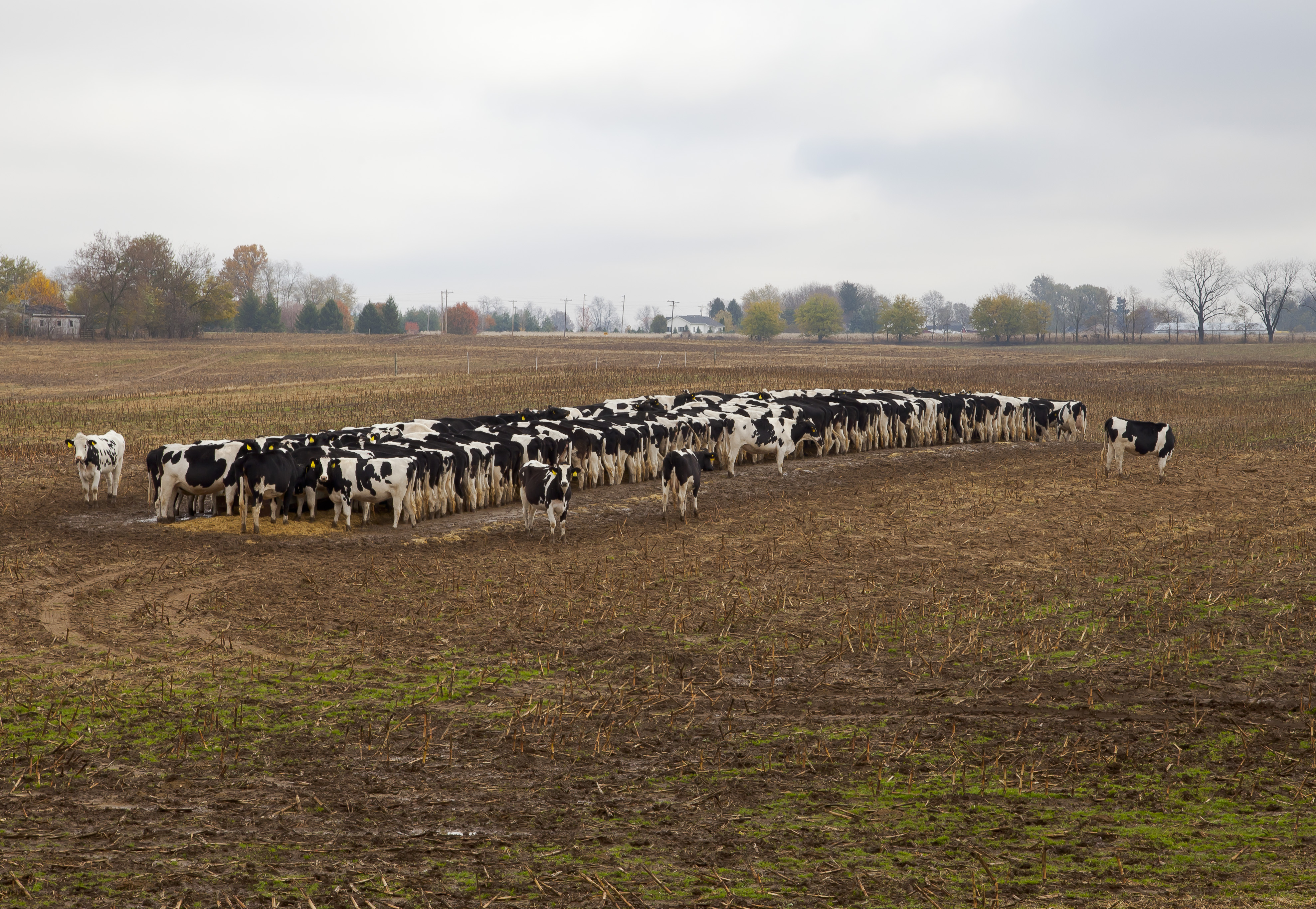 Vacas comiendo pienso, Kokomo, Indiana, Estados Unidos, 2012-10-20, DD 04