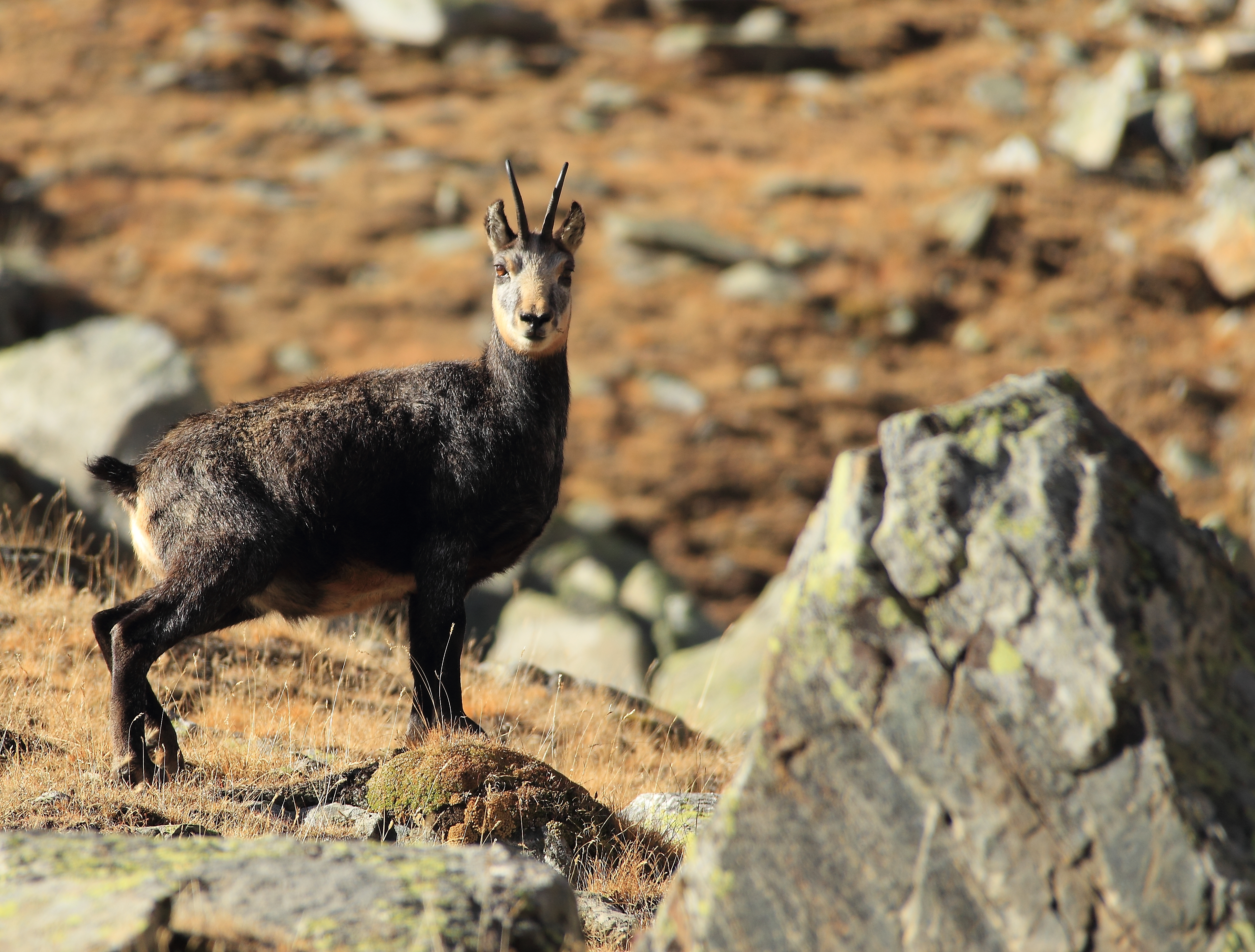 Valnontey chamois (8062110896)