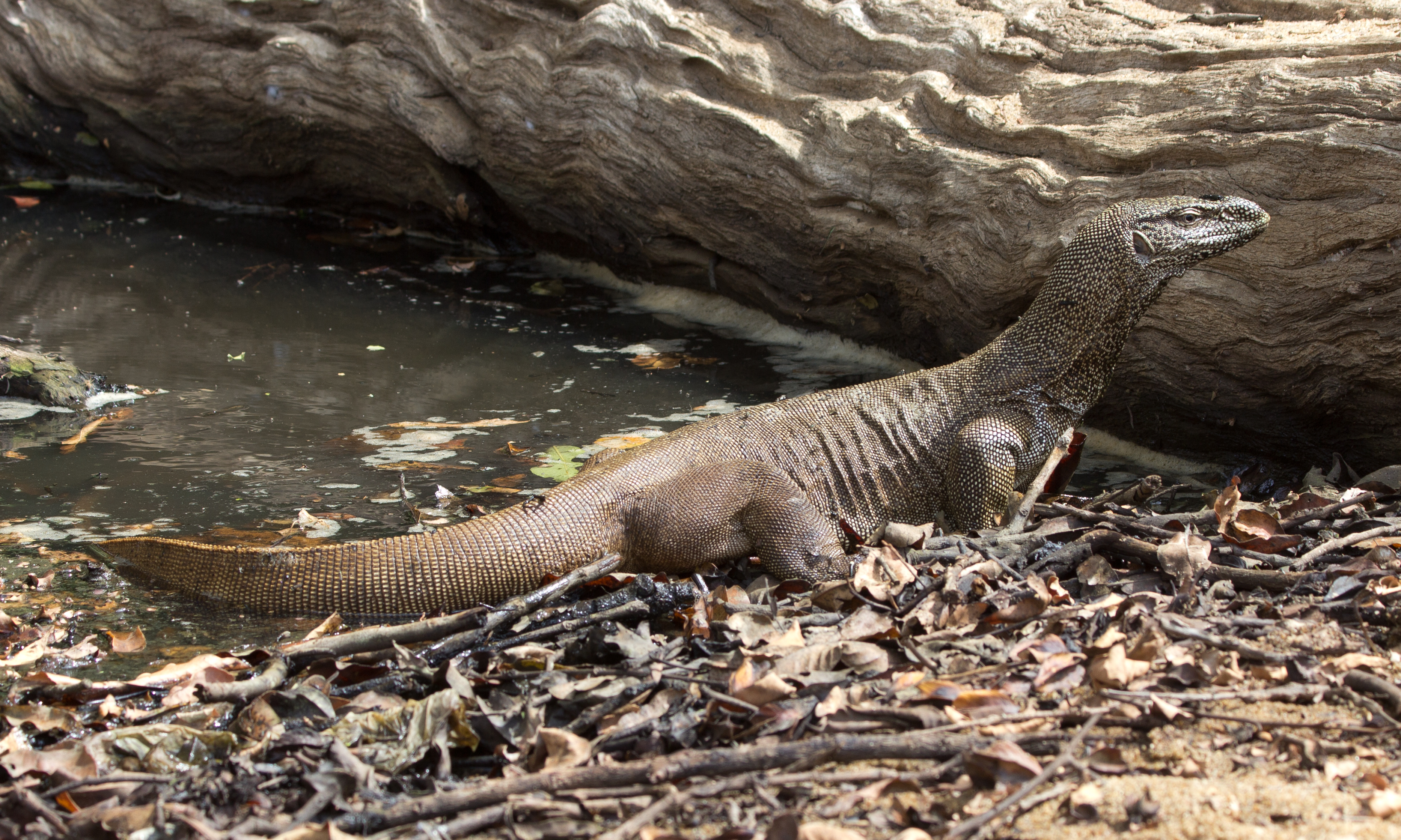 Varanus bengalensis - 01