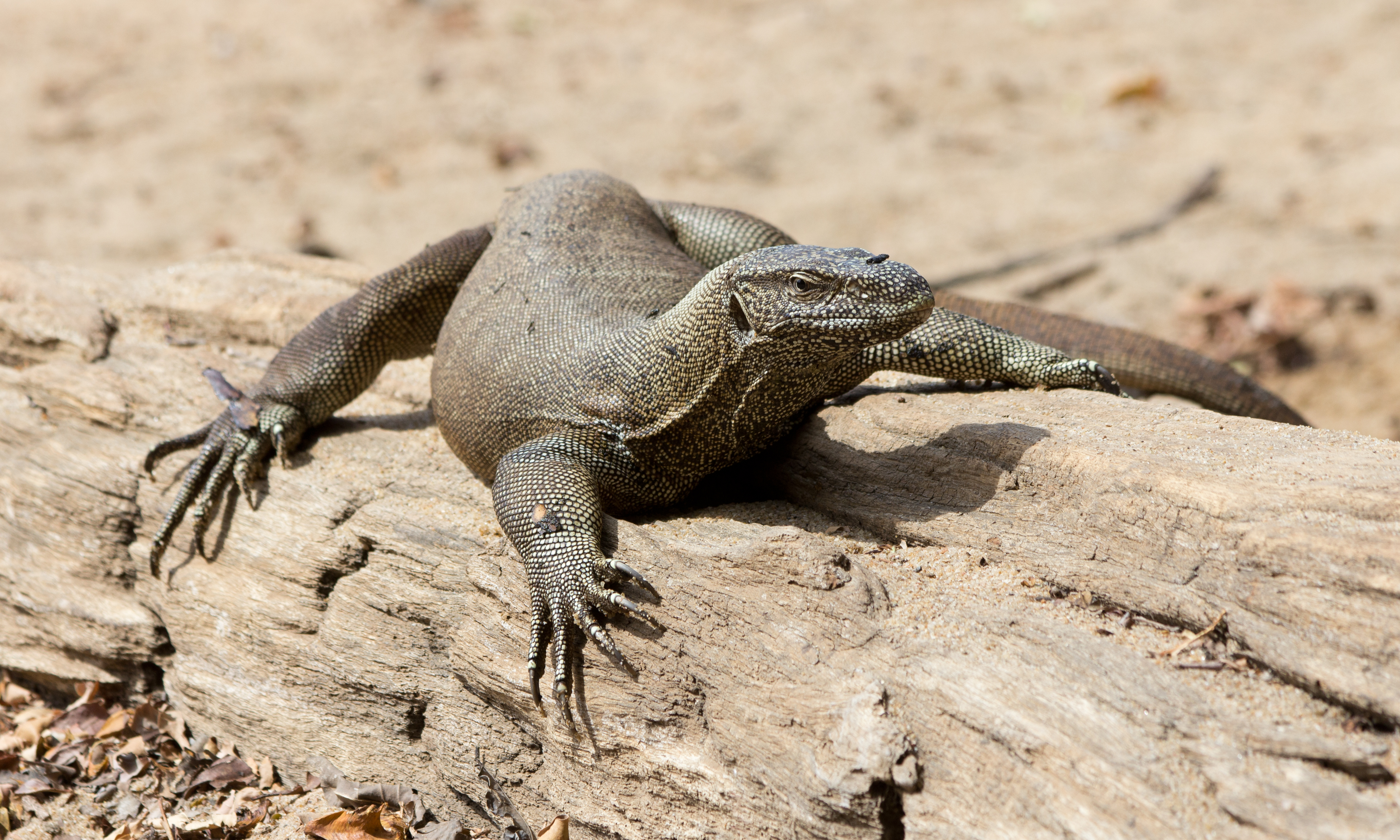 Varanus bengalensis - 02