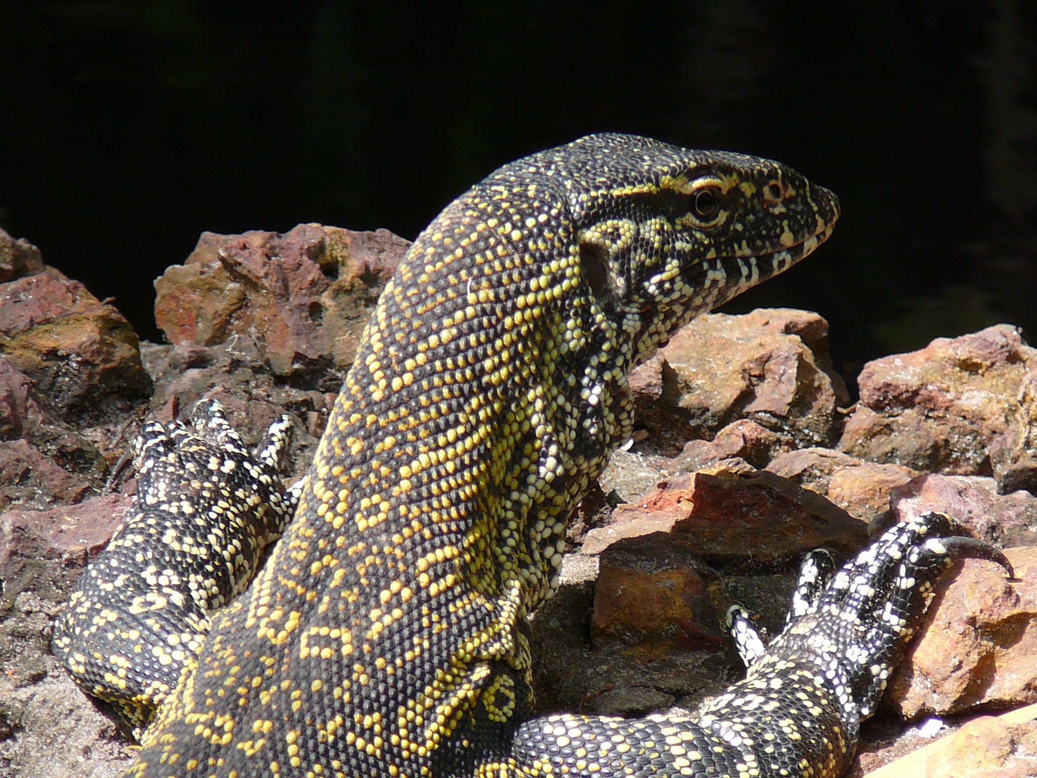 Varanus niloticus 0005