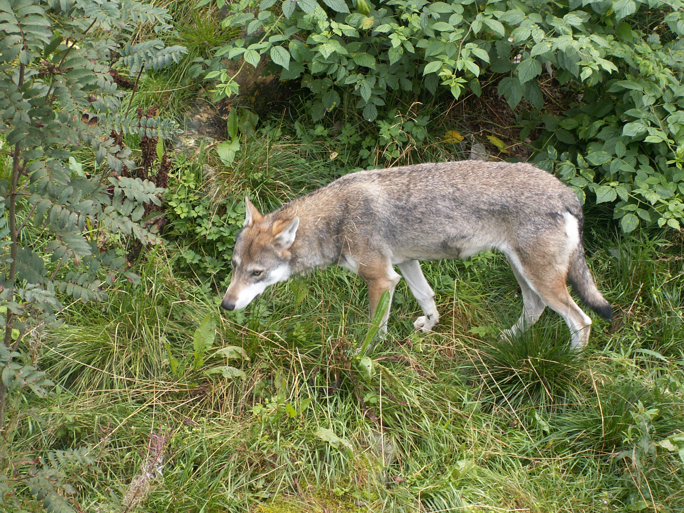 Varg (6070781704)