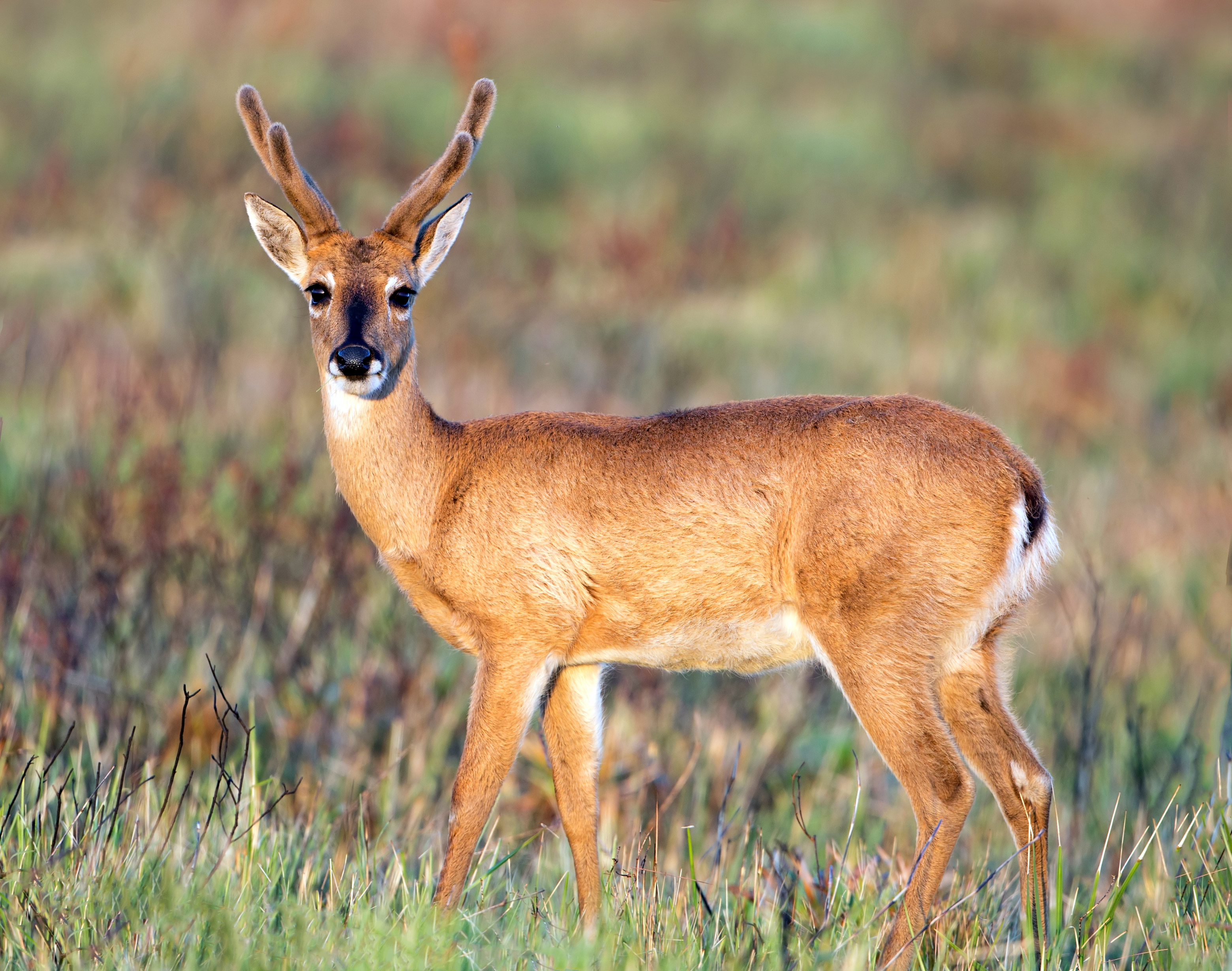 Veado-campeiro macho no Parque Nacional da Serra da Canastra alt