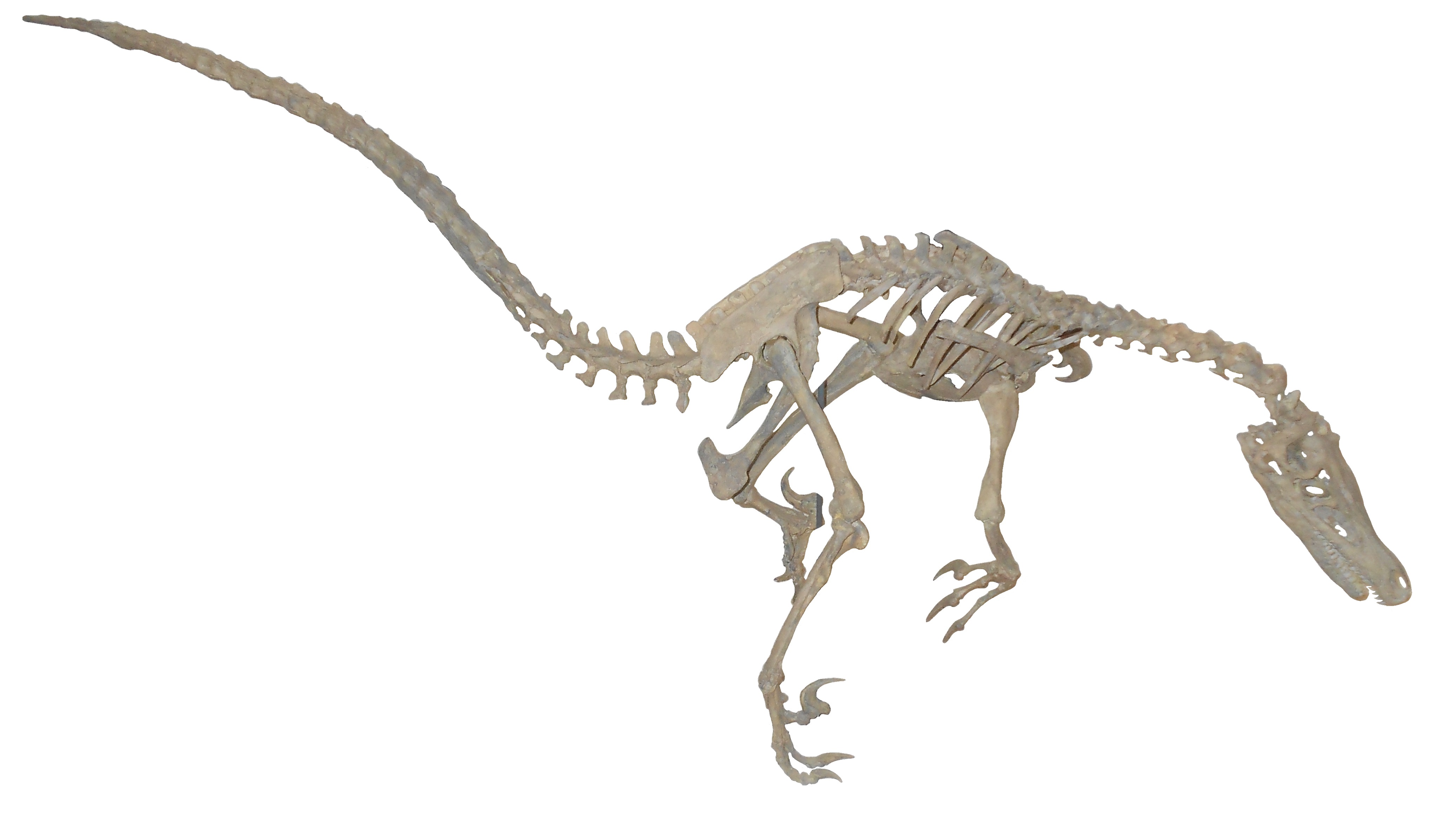 Velociraptor skelett Rom white background