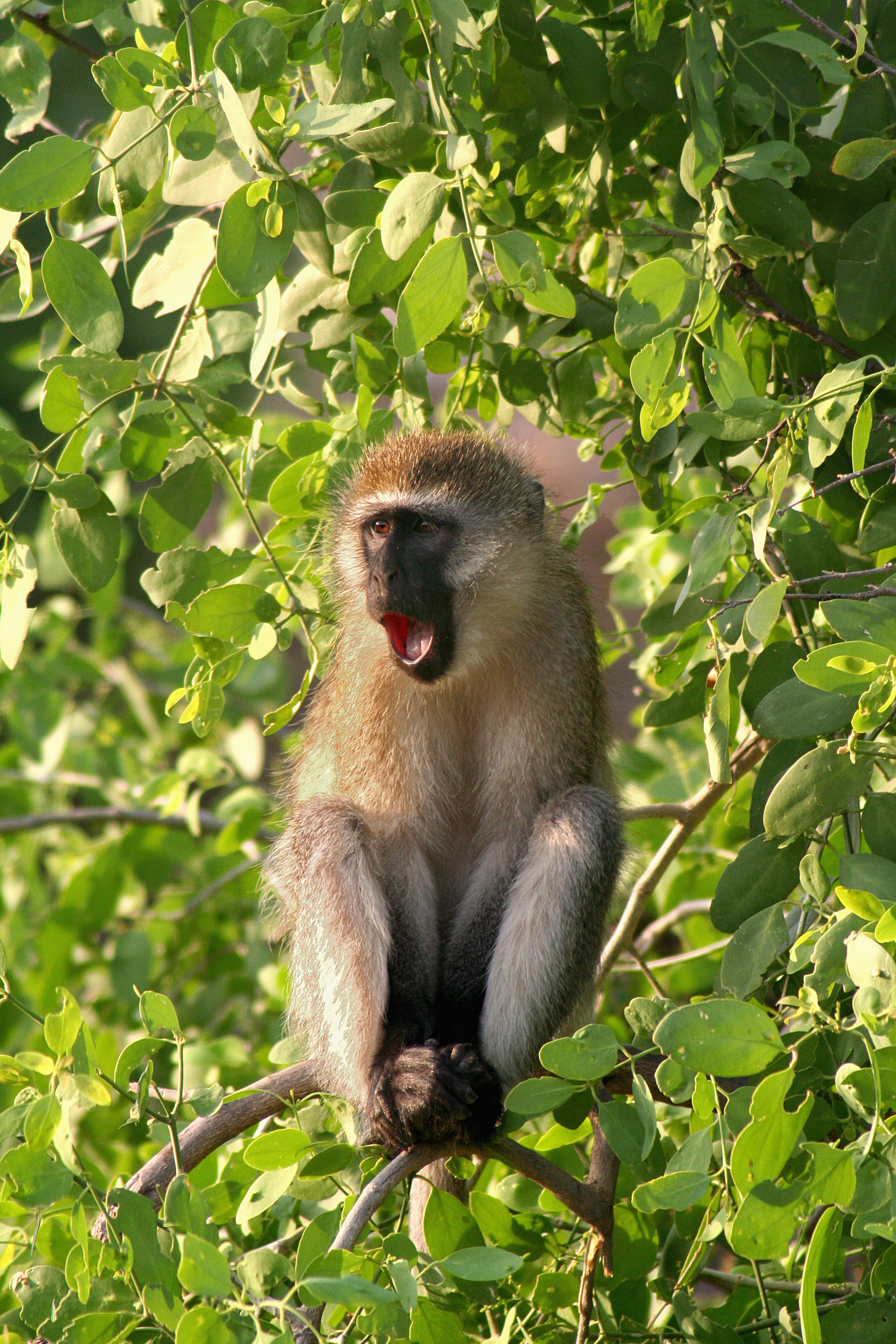 Vervet yawn