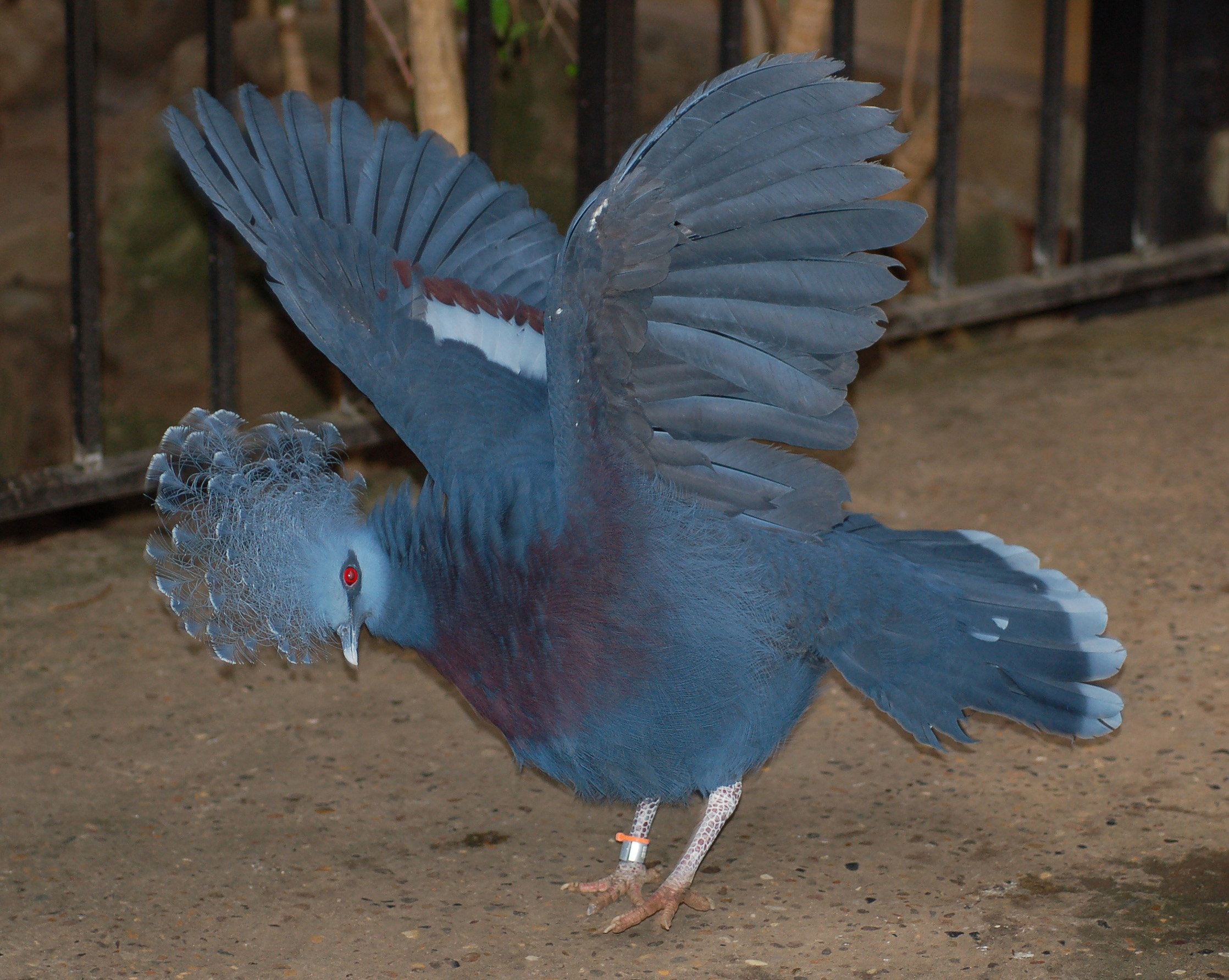 Victoria Crowned Pigeon Goura victoria Wings Spread 2236px