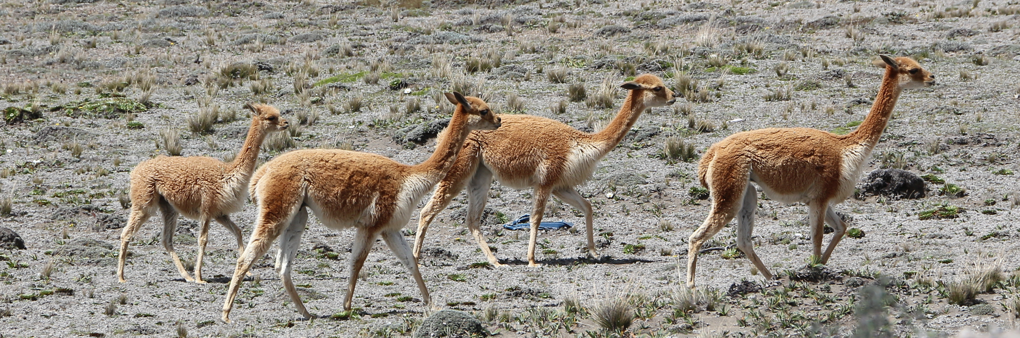 Vicuñas in Chimborazo Wildlife Reserve