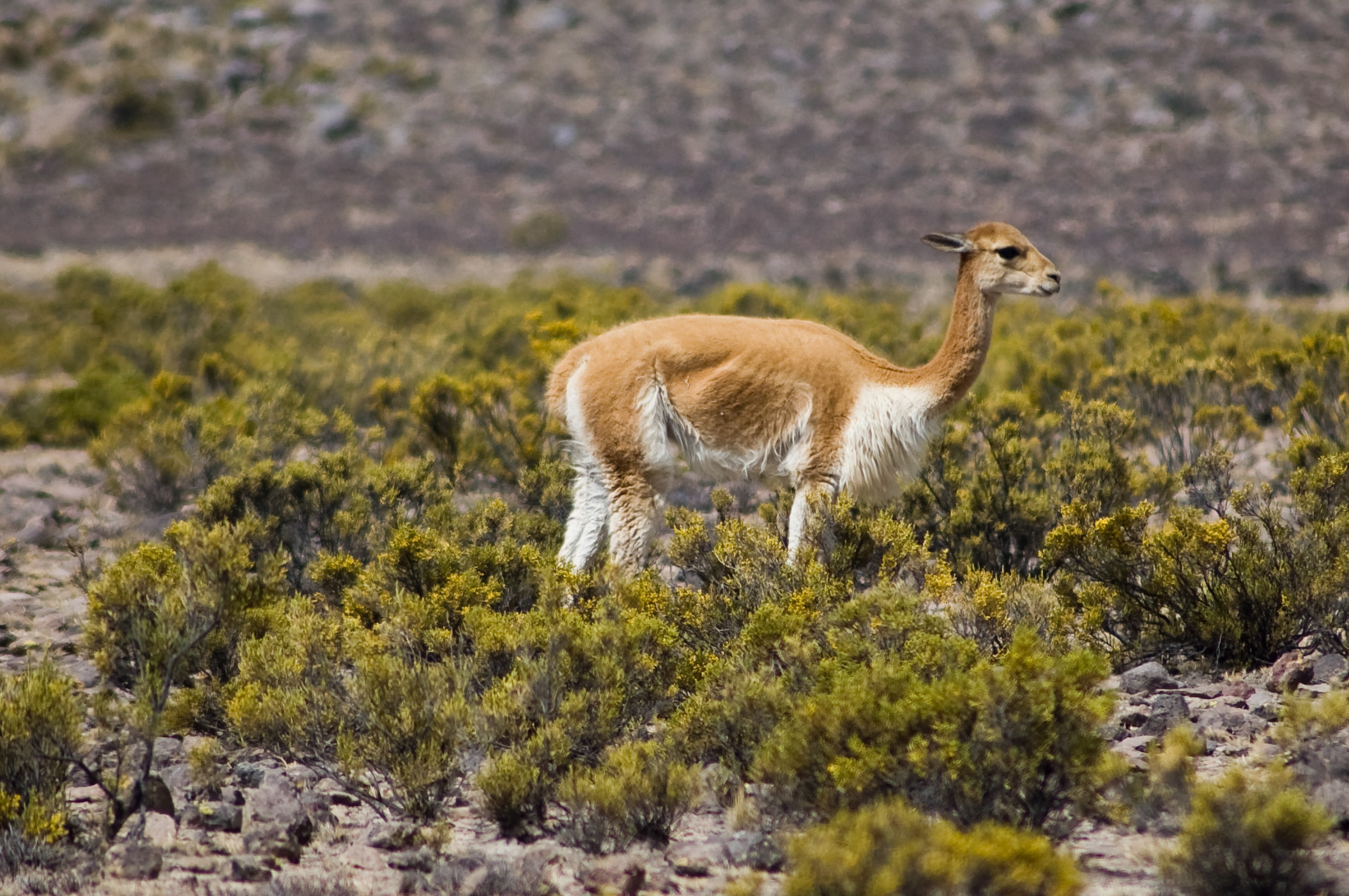Vicuna near Arequipa