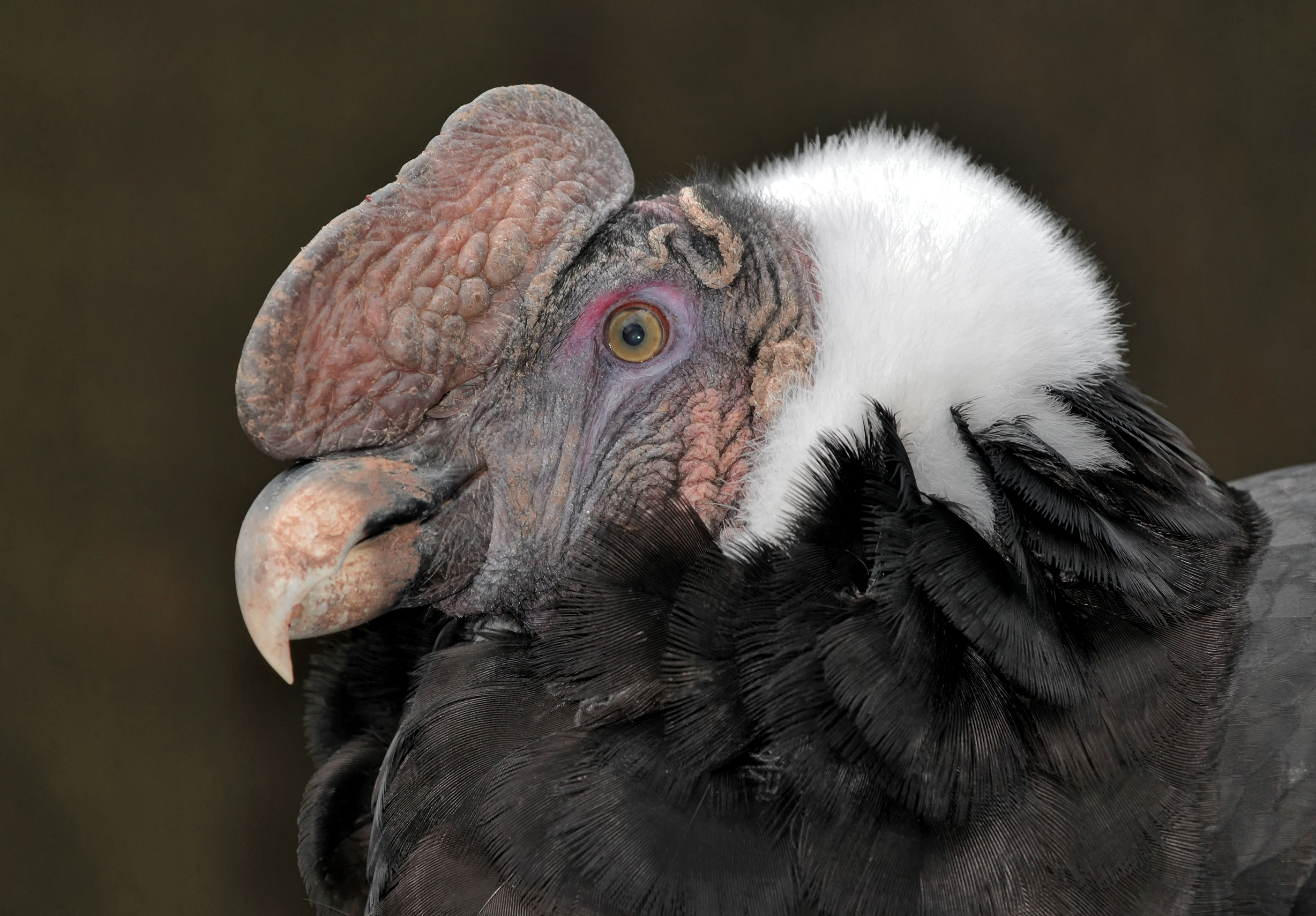 Vultur gryphus head (Linnaeus, 1758)