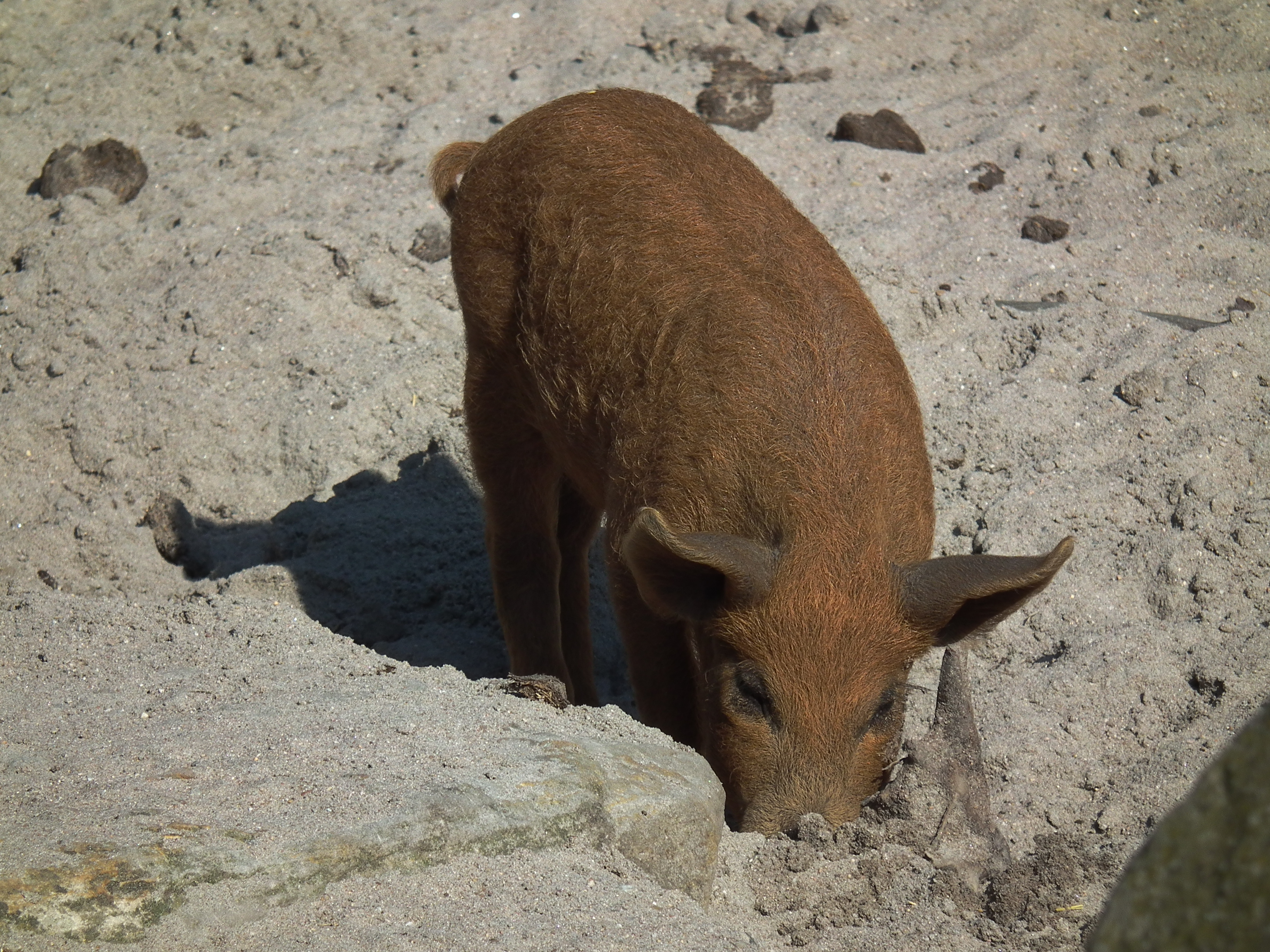 Wühlendes Mangalitza-Ferkel