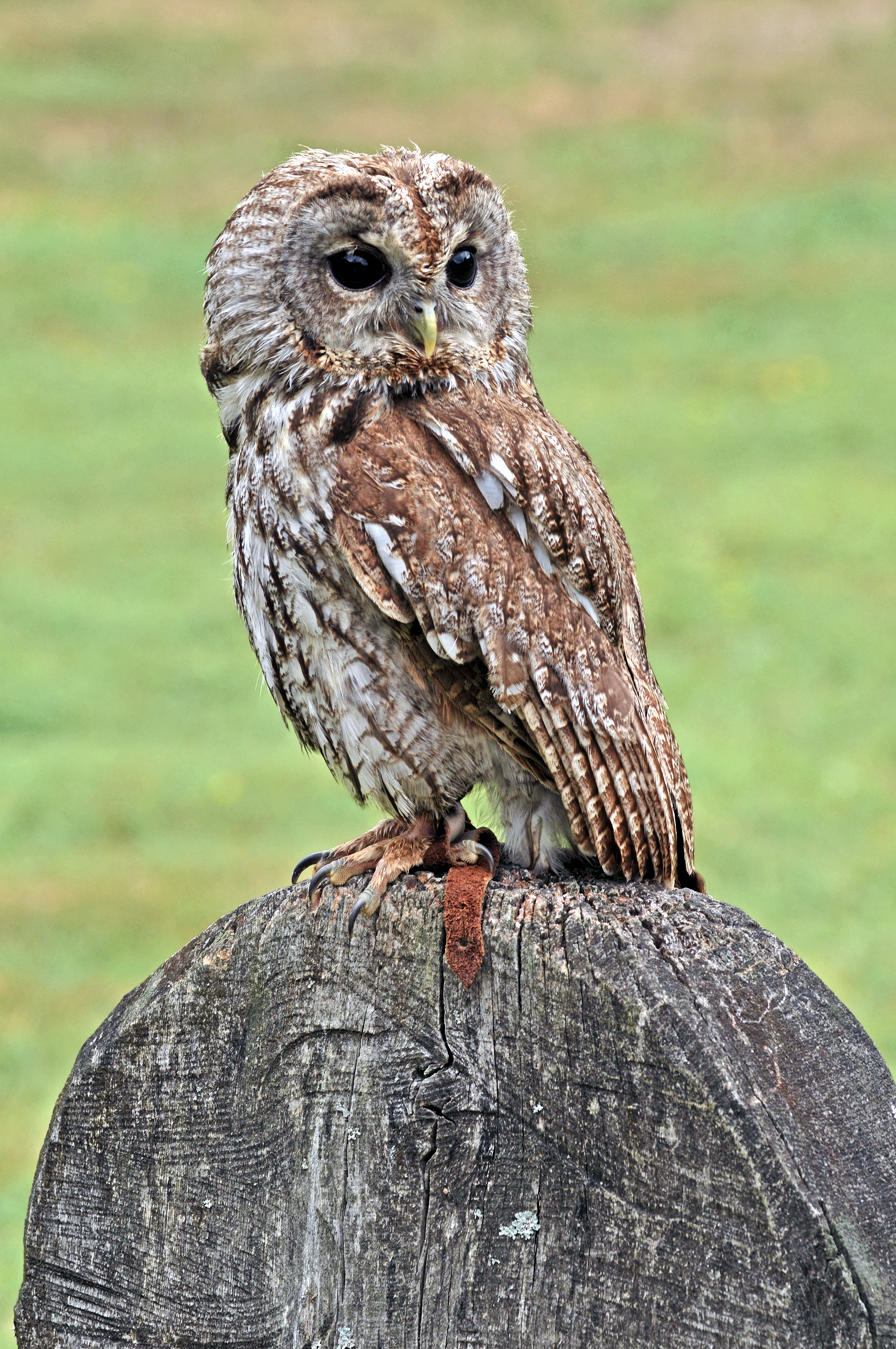 Waldkauz Strix aluco (Linnaeus, 1785)