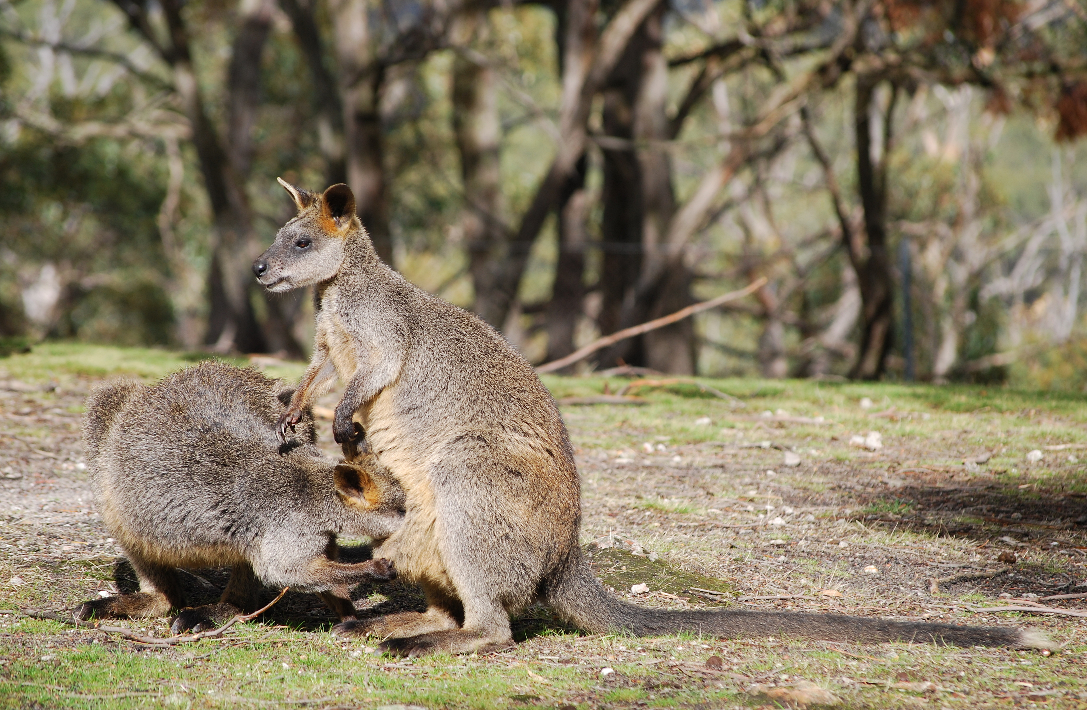 Wallabia bicolor and large joey