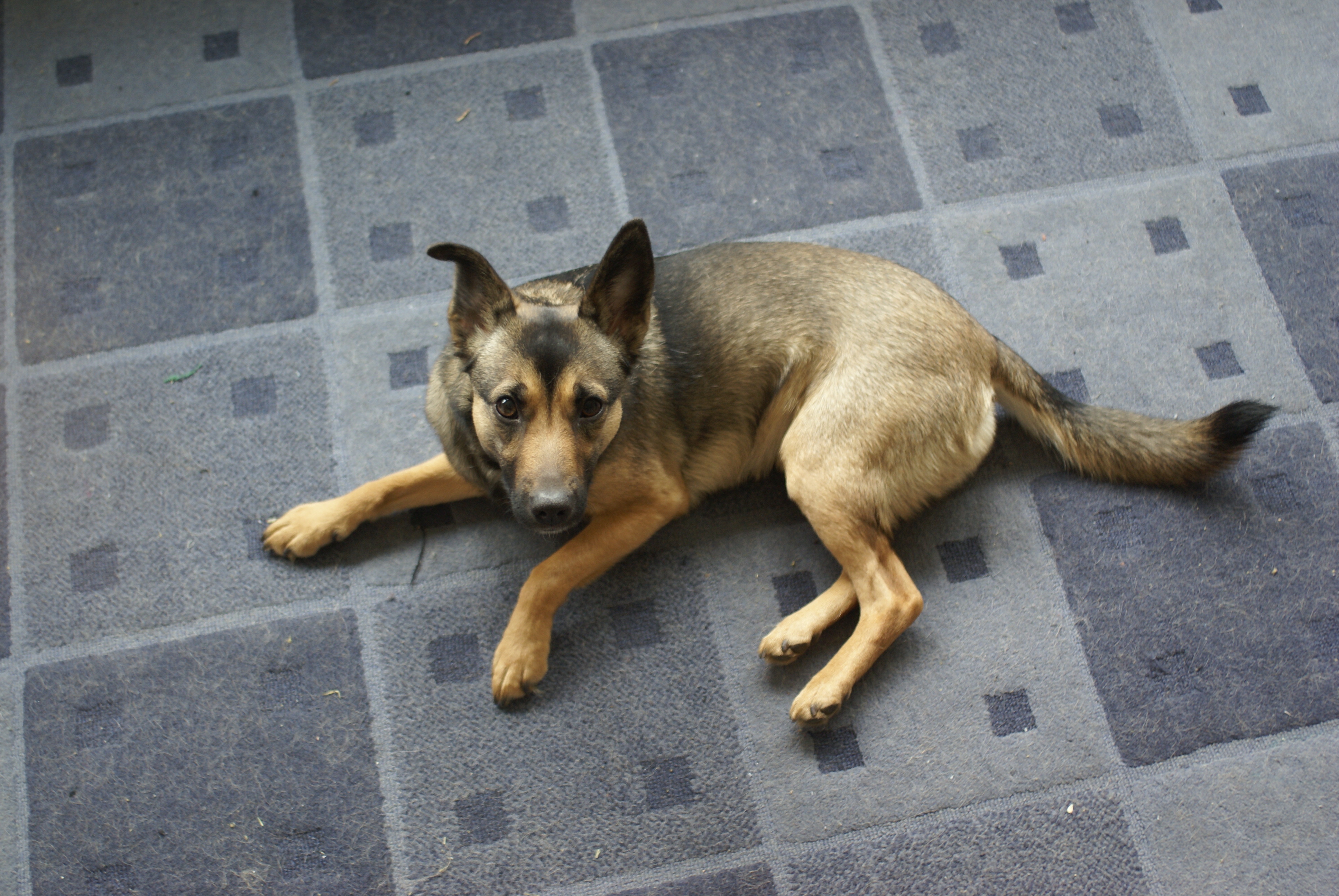 Wanilia - dog