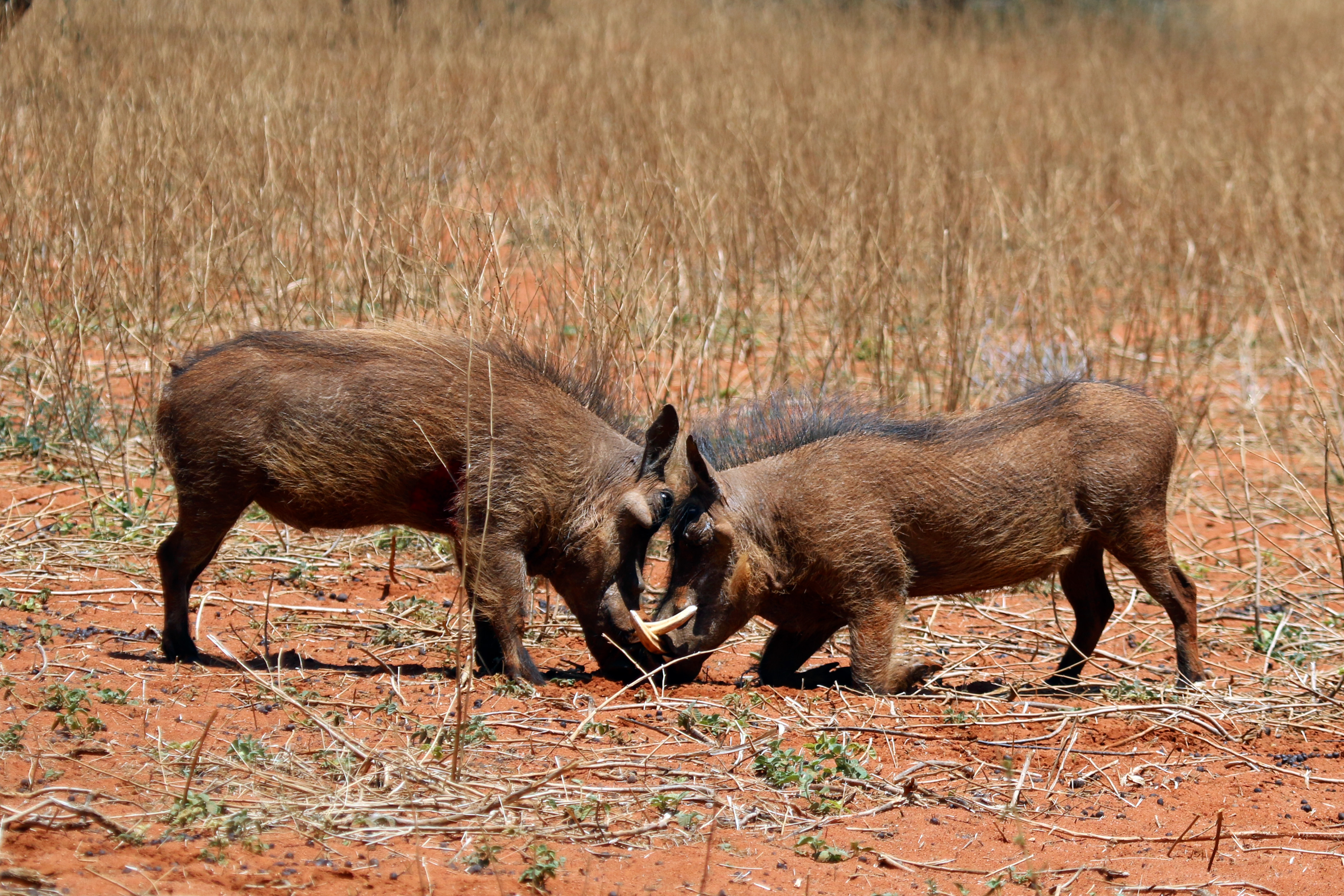 Warthogs (Phacochoerus africanus) young males eyeballing