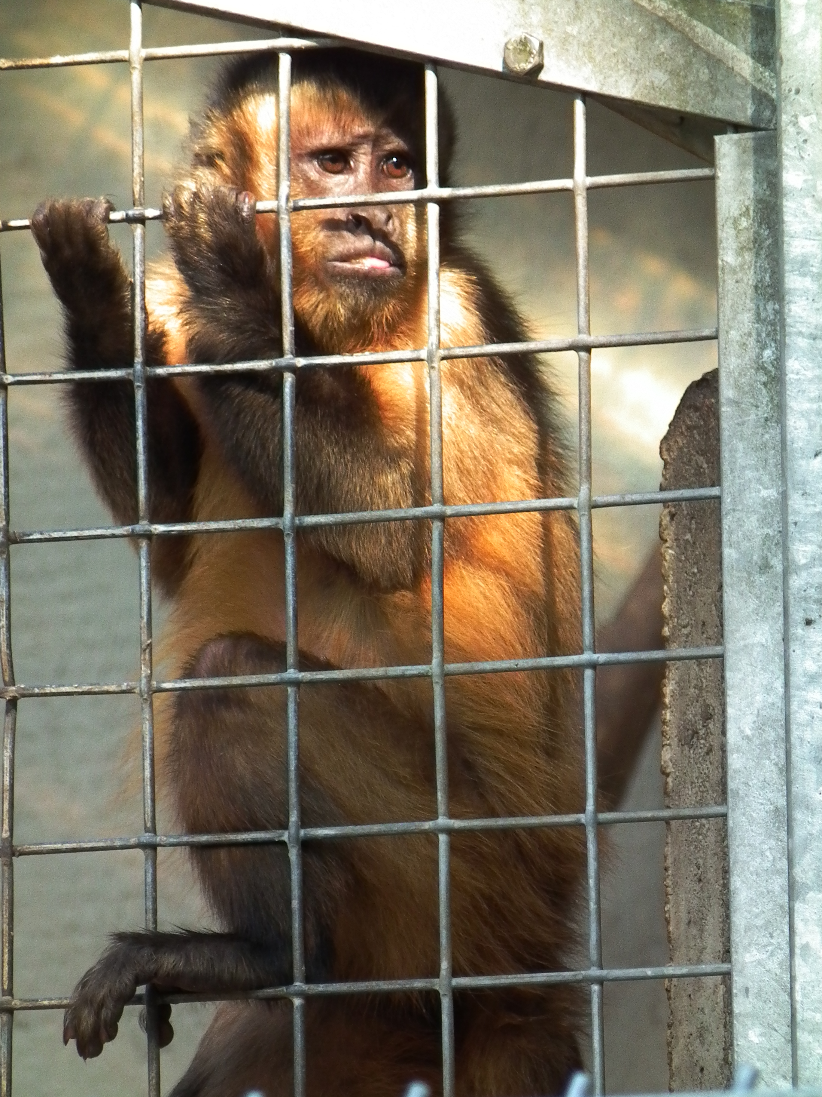 Was ist denn hier los Kapuziner Tierpark Walldorf