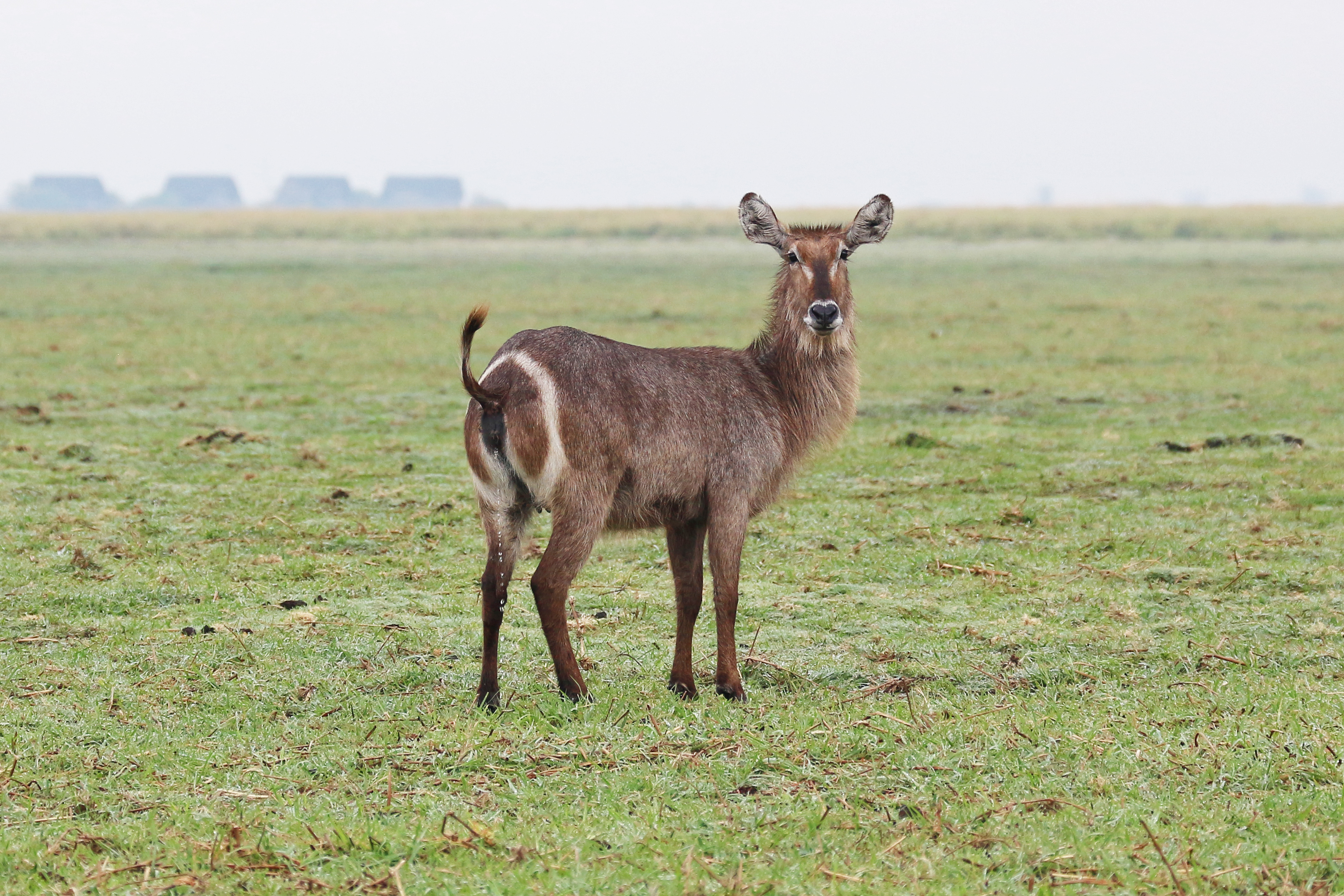 Waterbuck in Chobe National Park 02