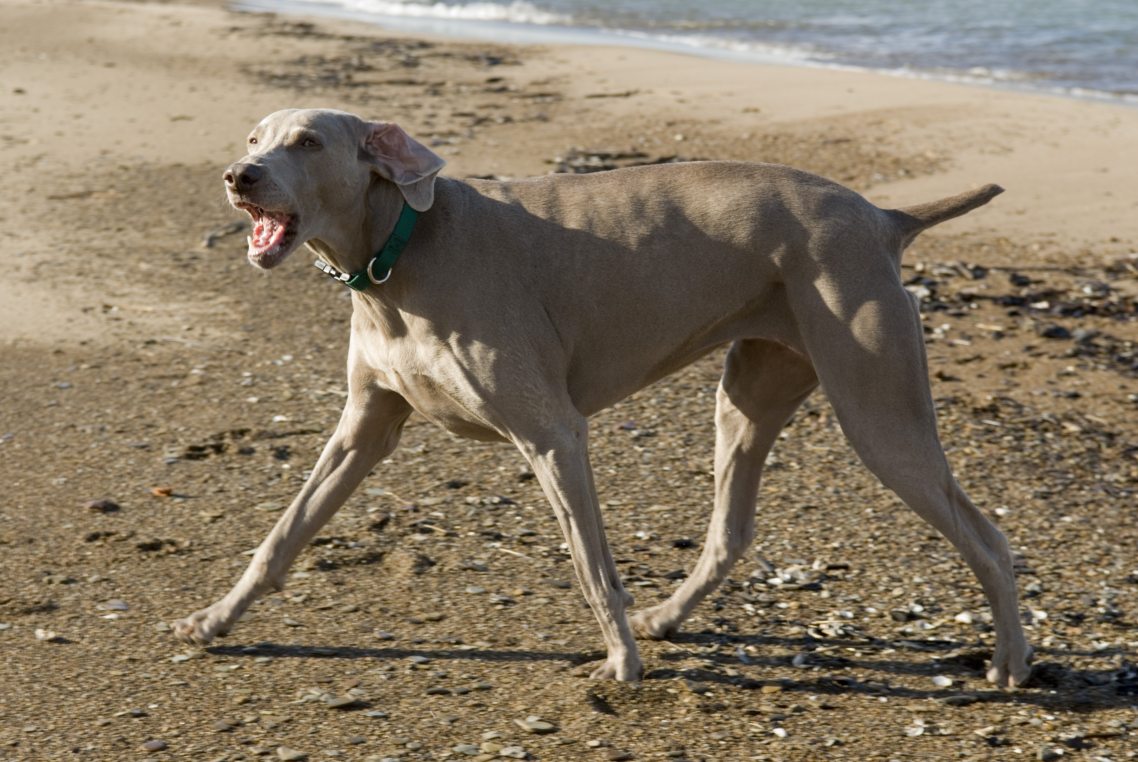 Weimaraner barking