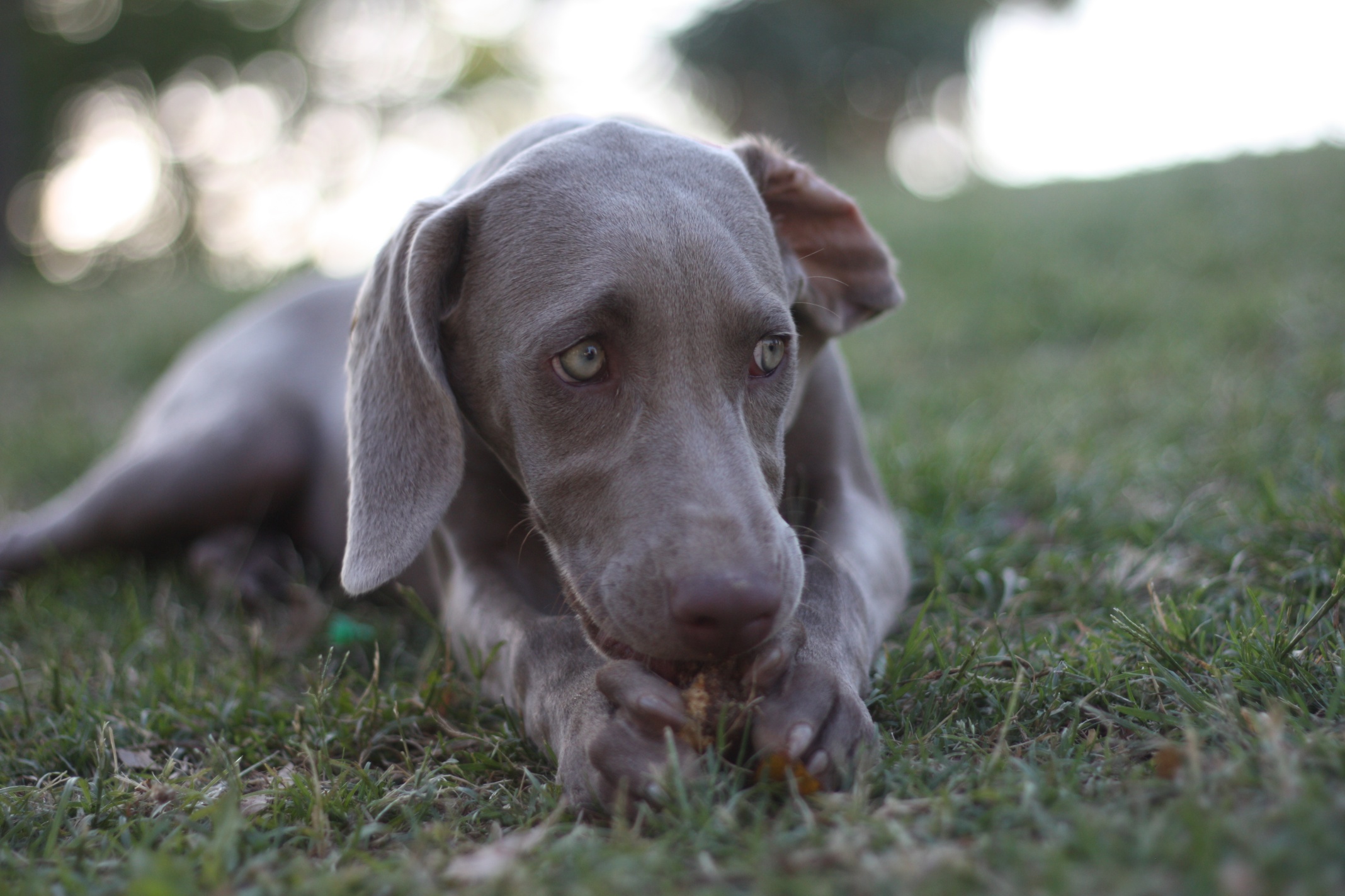 Weimaraner glance by Pedro Lozano