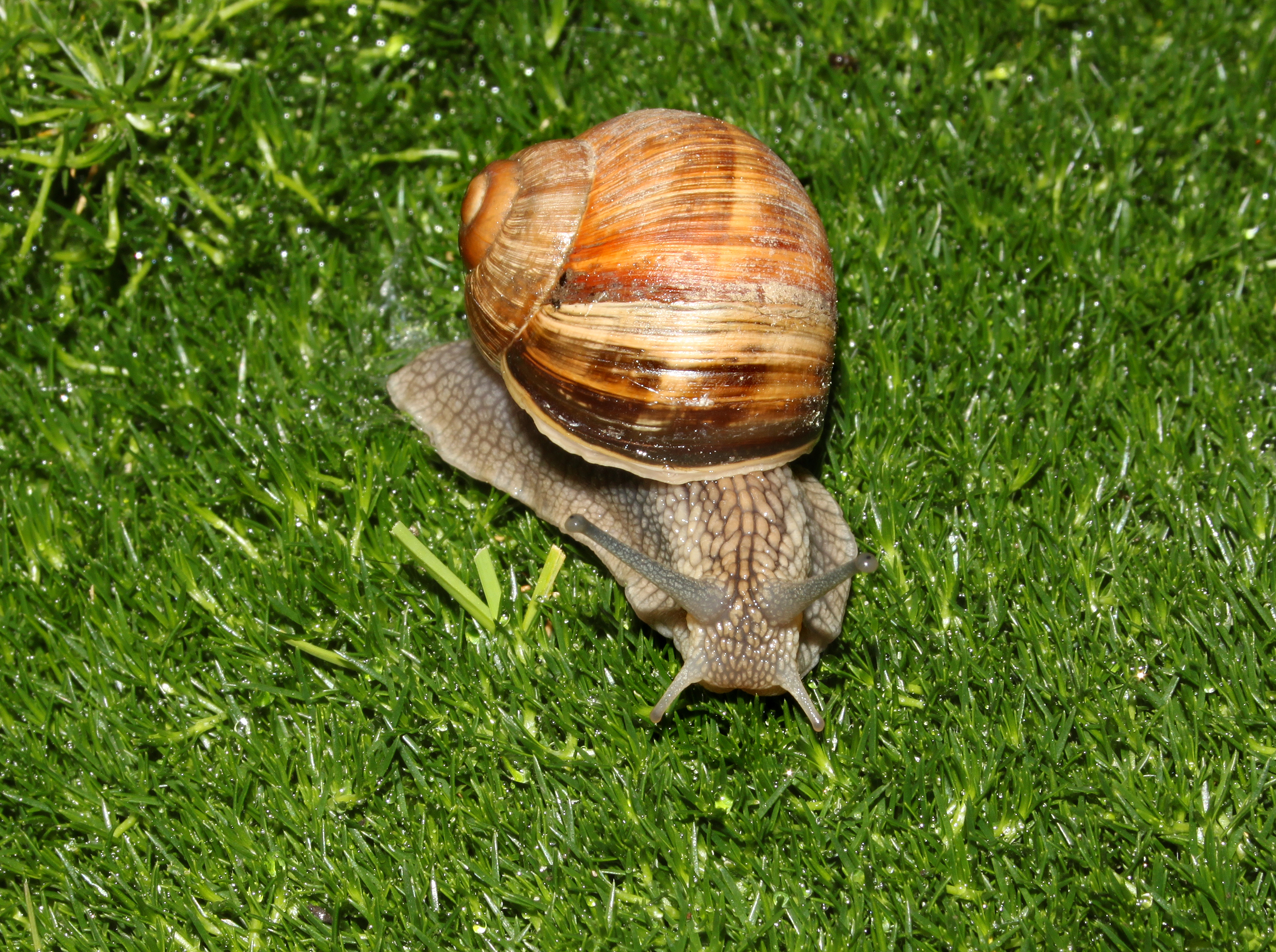 Weinbergschnecke-Helix-pomatia-front