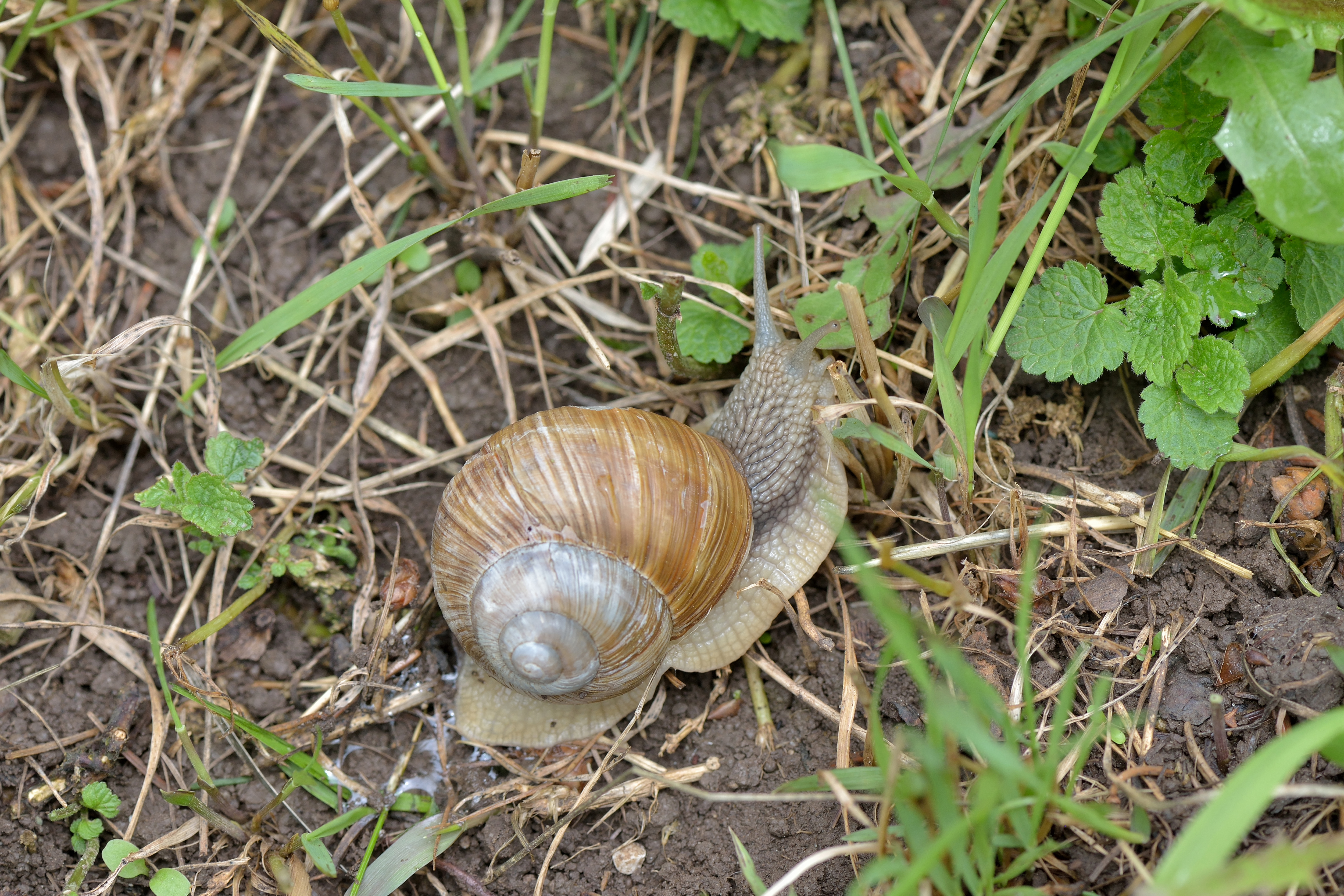 Weinberschnecke in Gröden