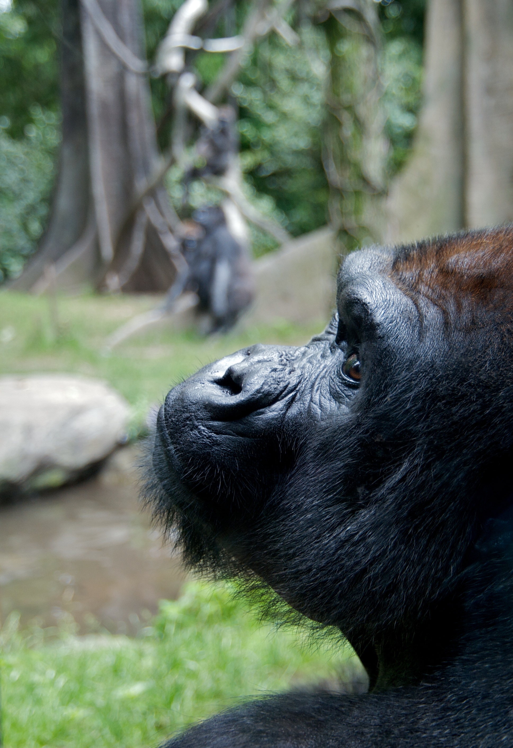 Western Lowland Gorilla at Bronx Zoo 4