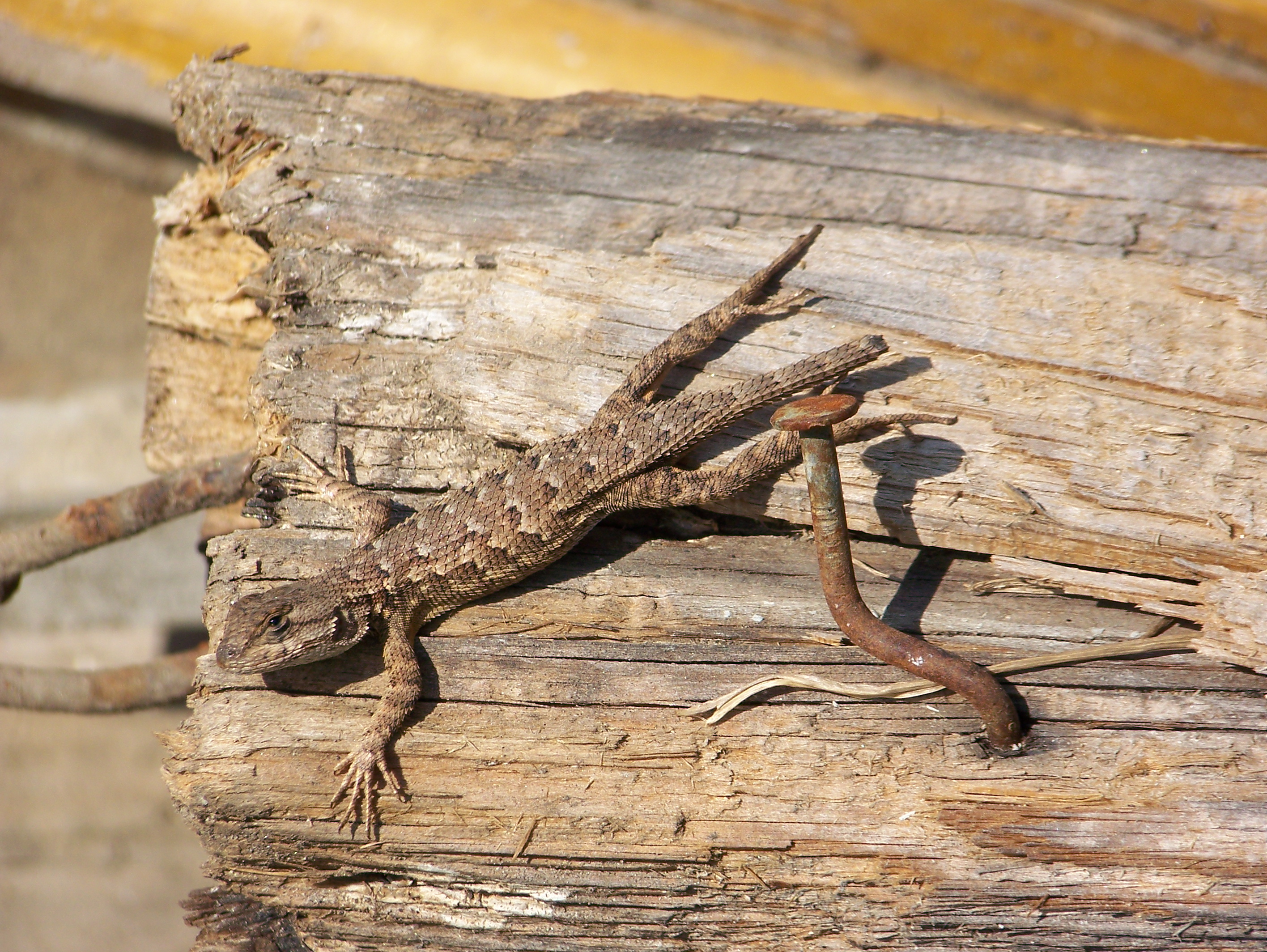 WesternFenceLizardNailMar08