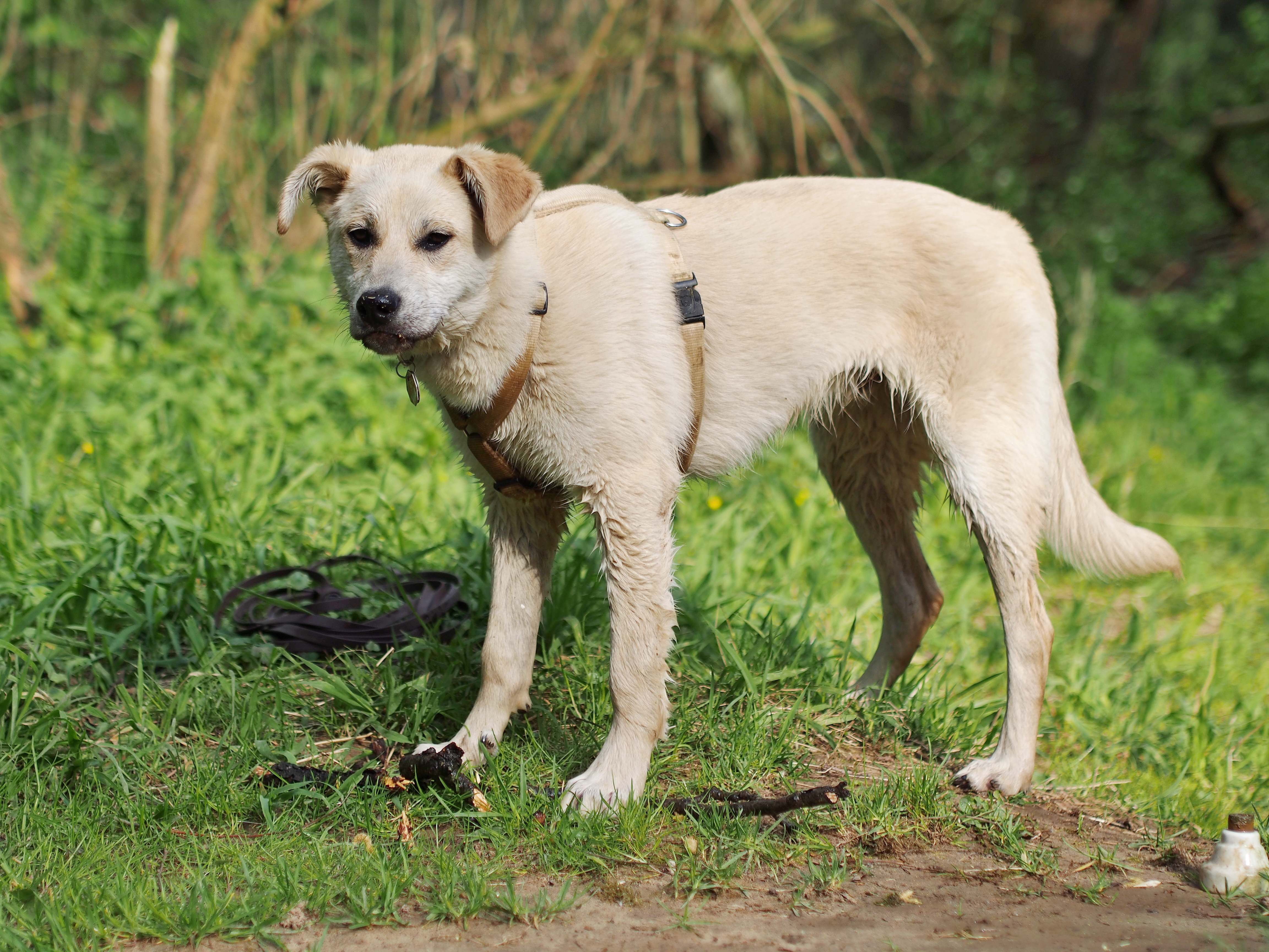 Wet dog after having a bath in the river