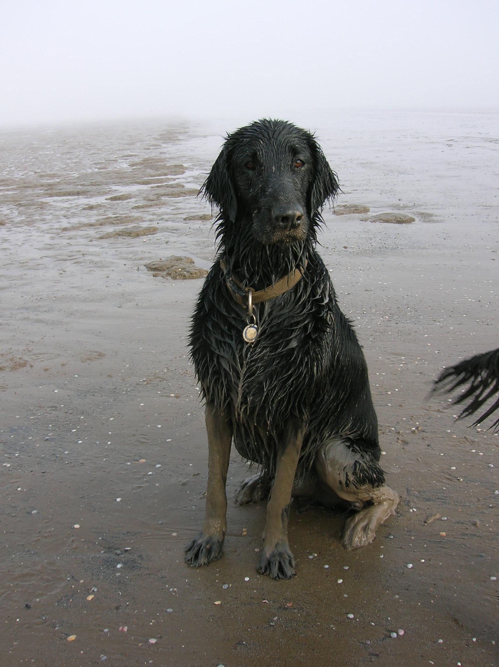 WetMuddyFlatcoat